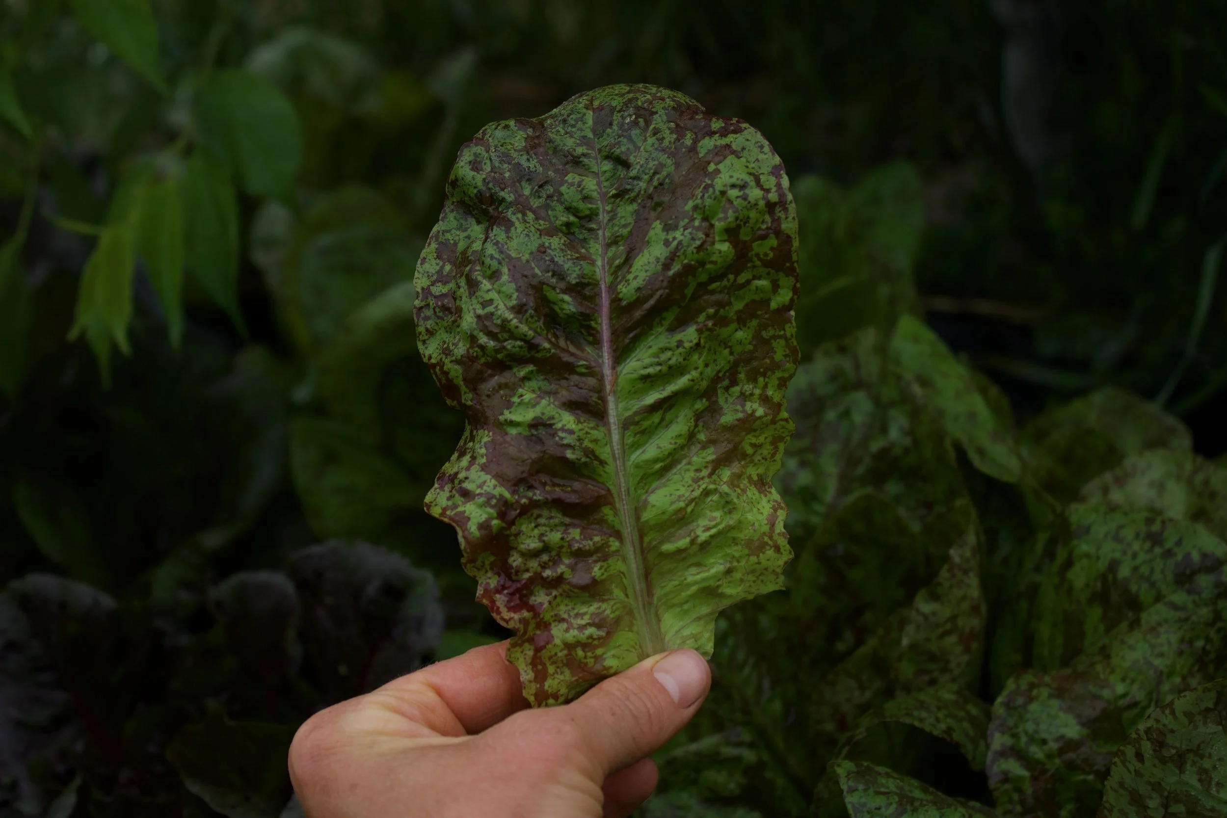 flashy butter gem lettuce.jpeg