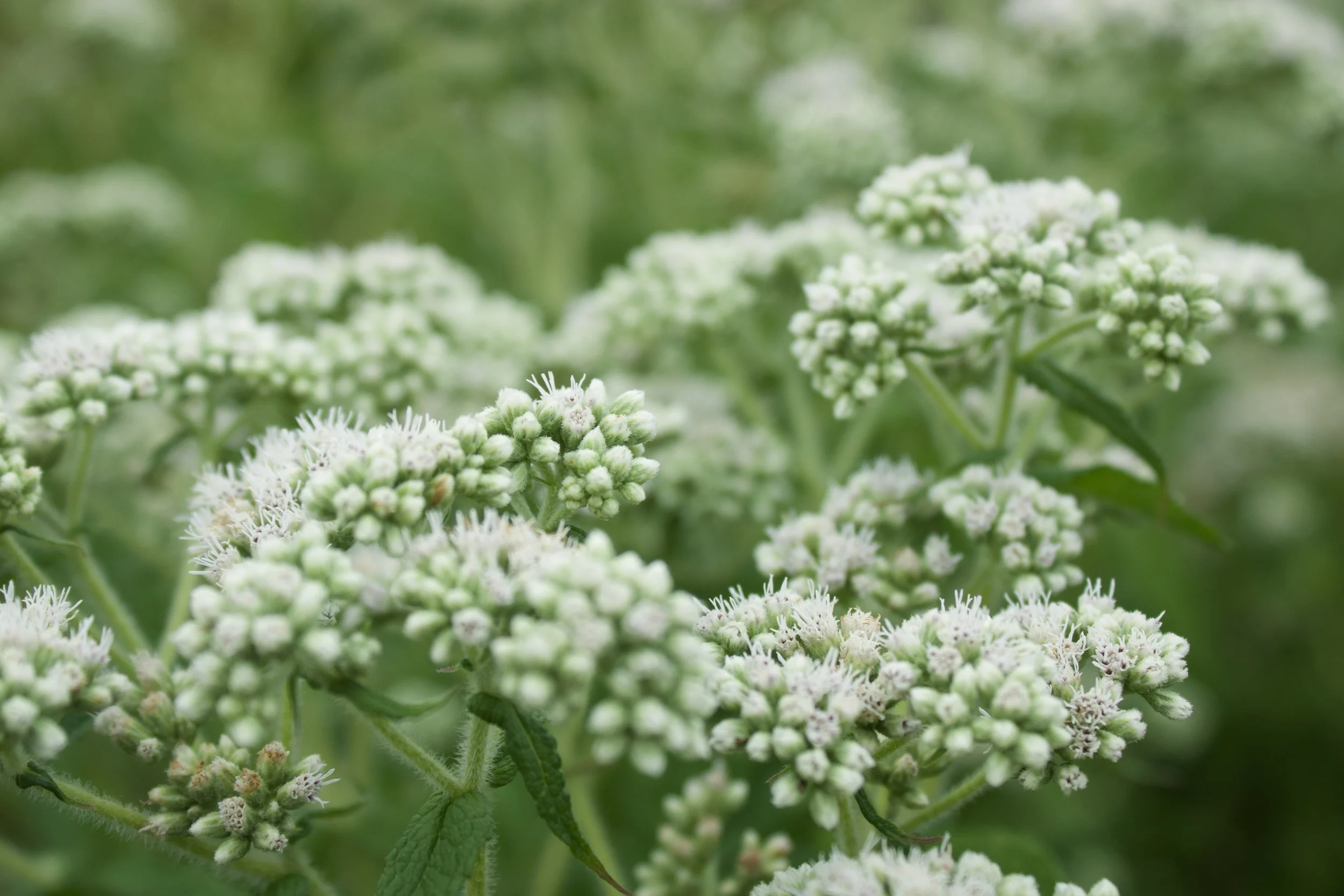 boneset 2 (1).jpeg