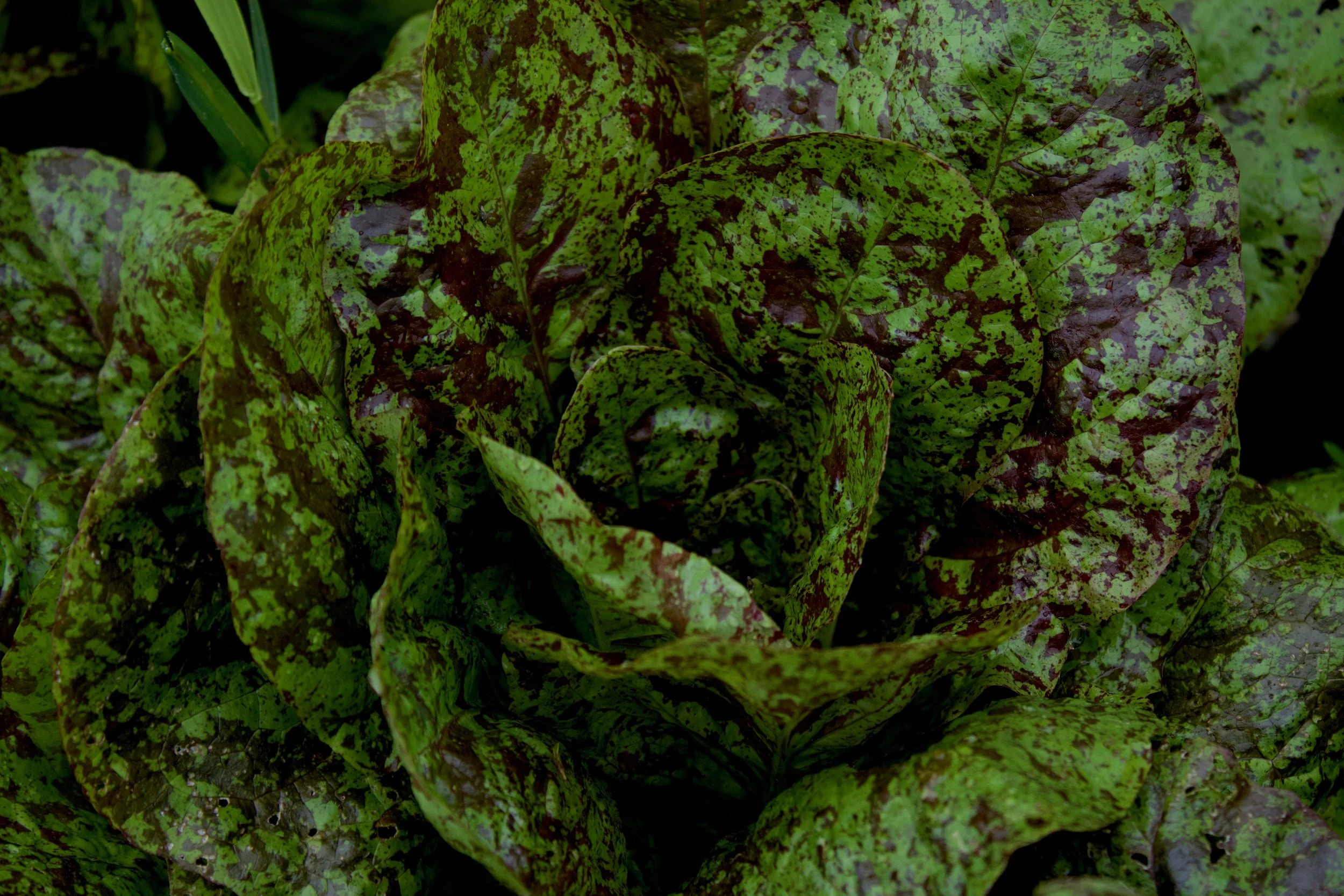 flshy butter gem lettuce.jpeg