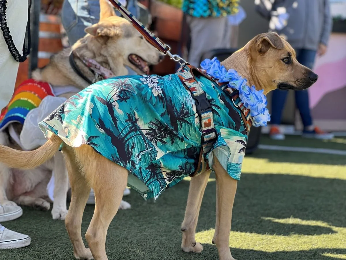 Strut Your Mutt Costume Contest @ Bark at Spark - San Francisco
