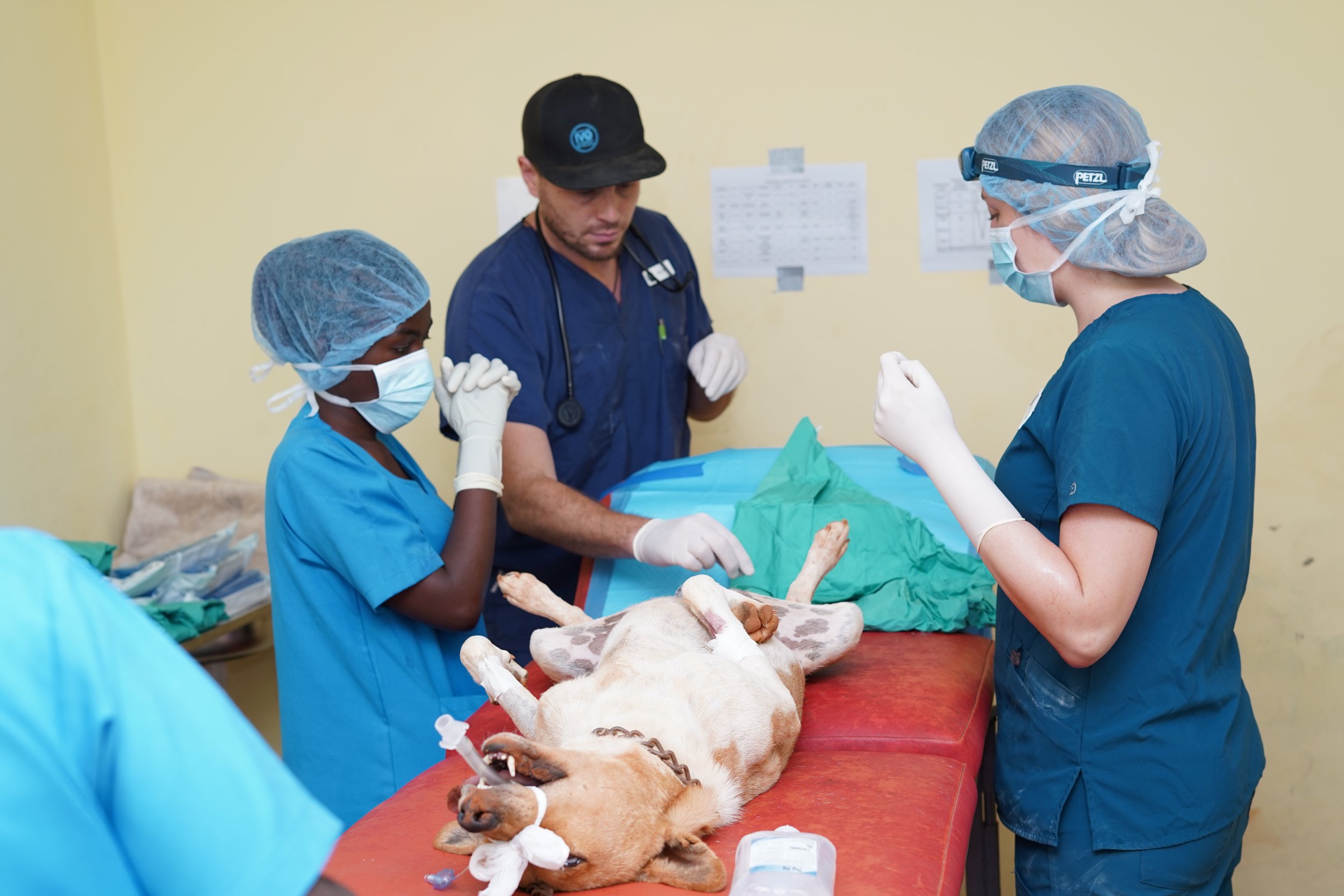 Why World Spay Day Matters to IVO – and to All of Us