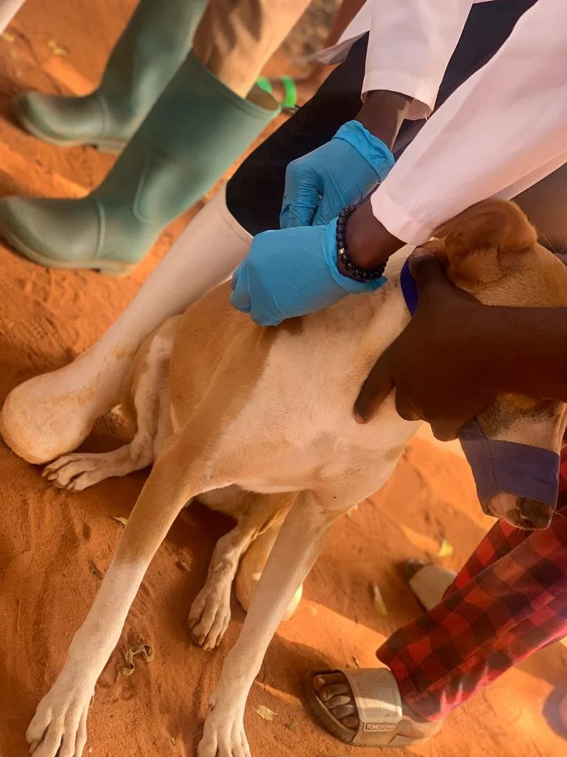 One Health in Action: How Treating Animals Protects People