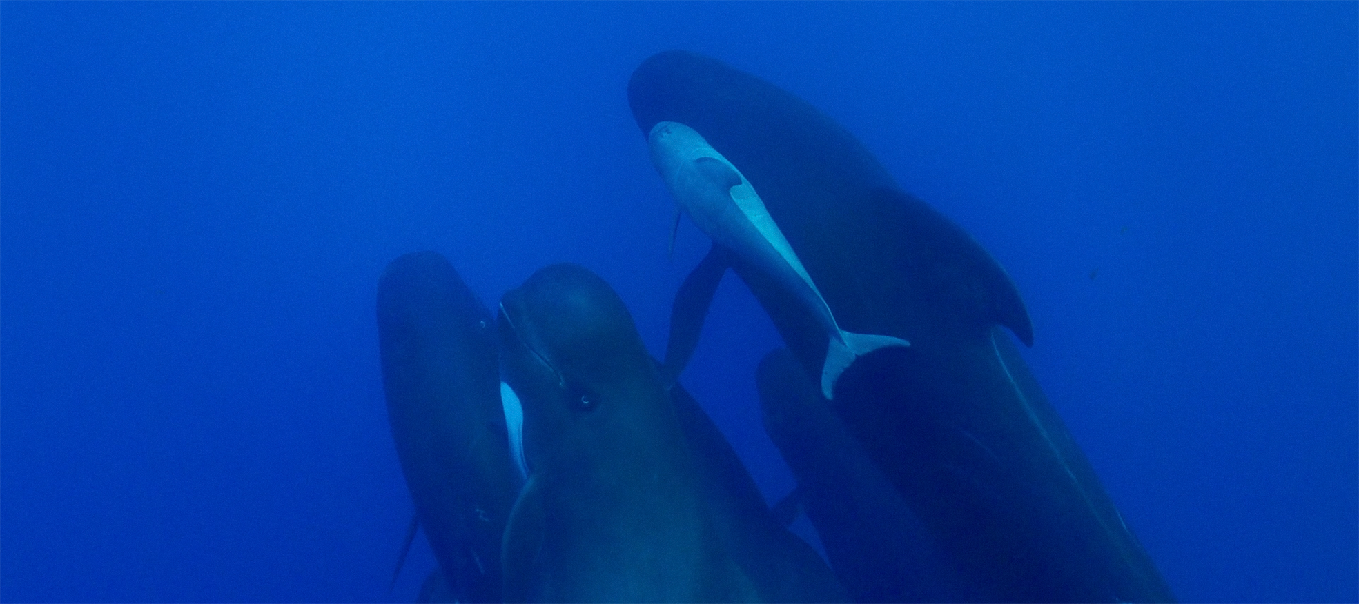 pilot-whales-sergi-escandell.png