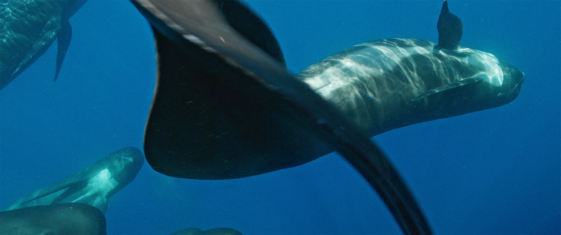 pilot-whales-sergi-escandell-3.png
