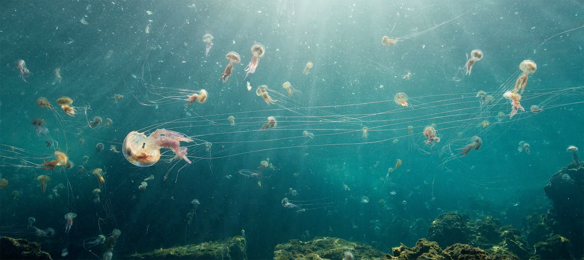 jellyfish-sergi-escandell-2.png
