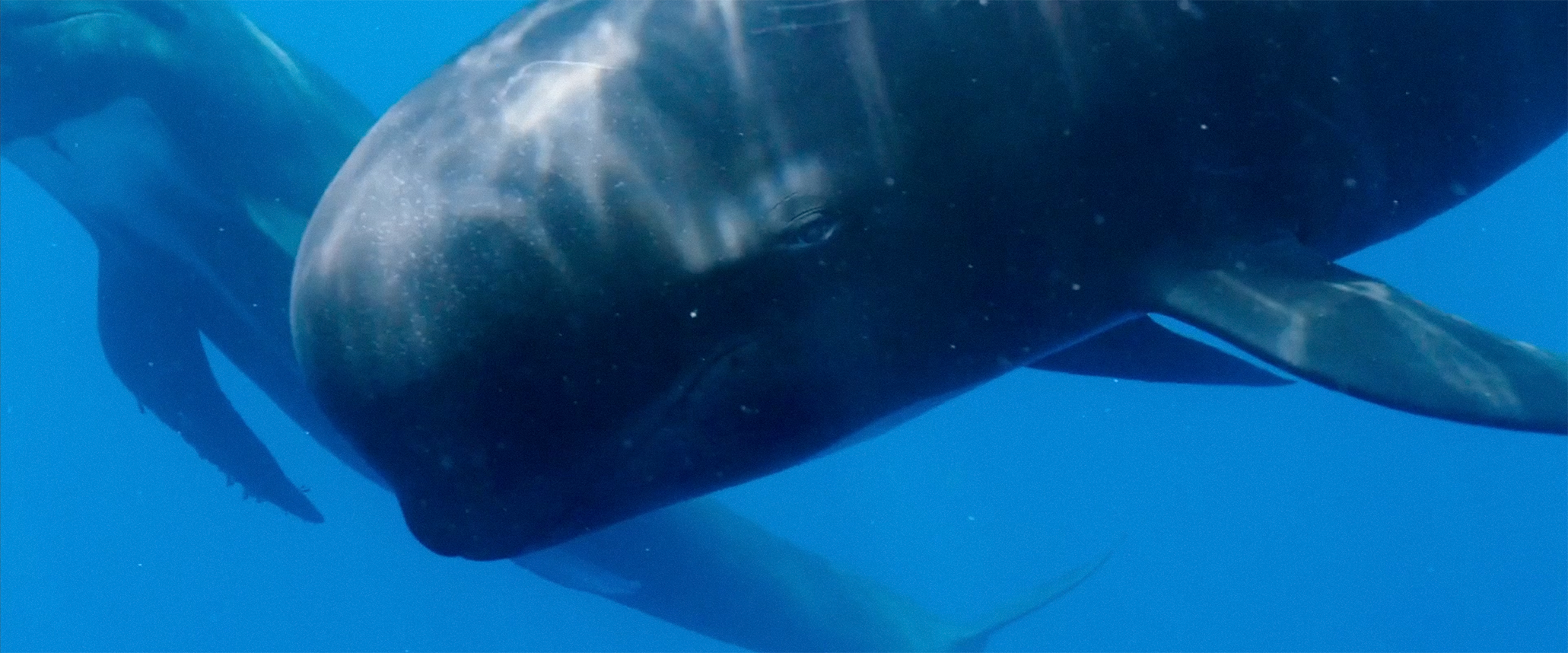 pilot-whales-sergi-escandell-9.png