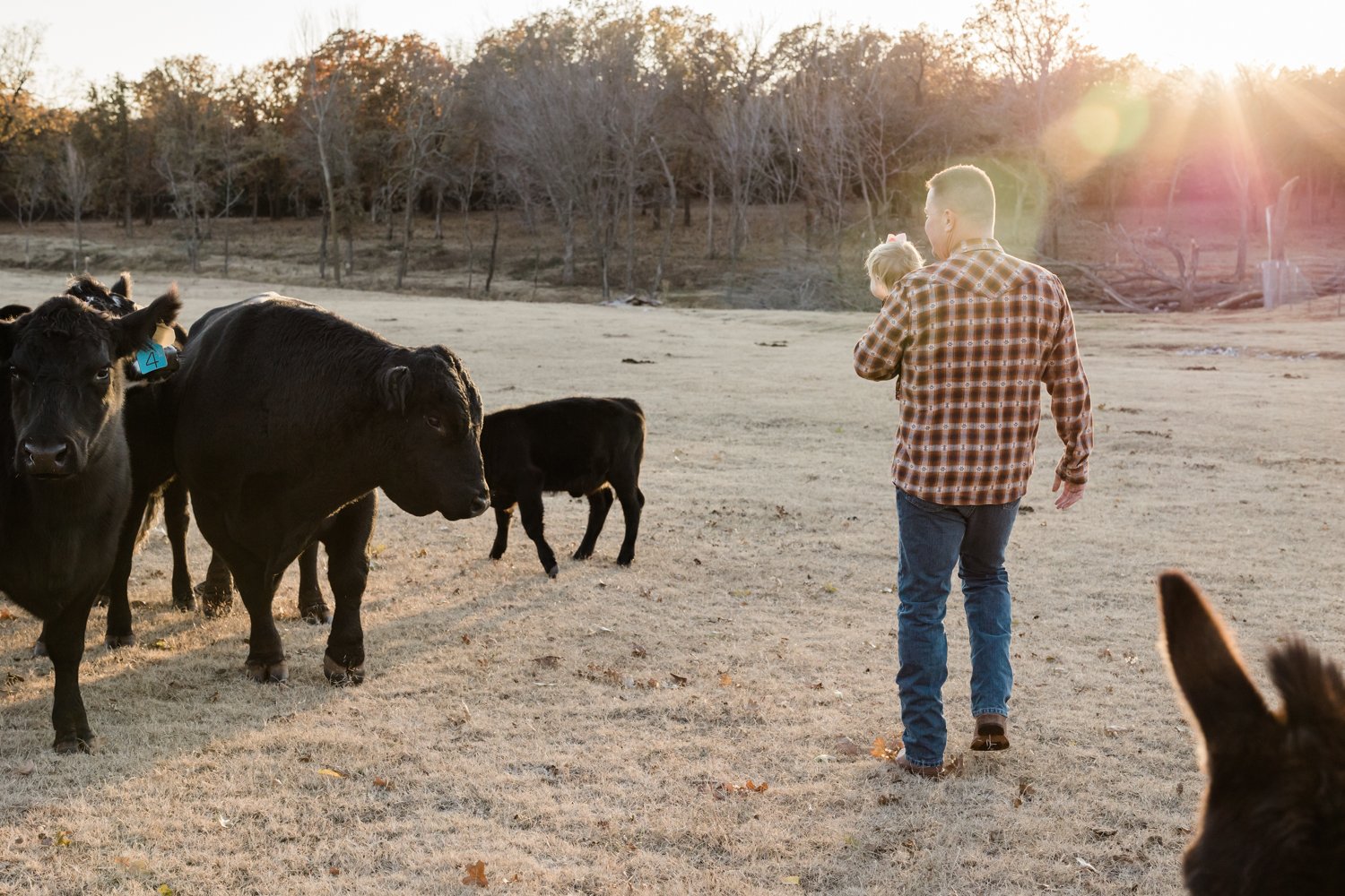 Dad walking into sunset on farm with cattle