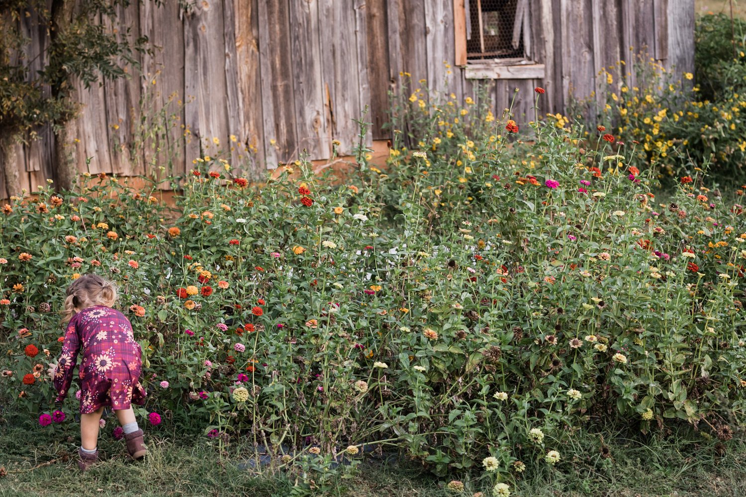 little girl picking flowers farm photographer