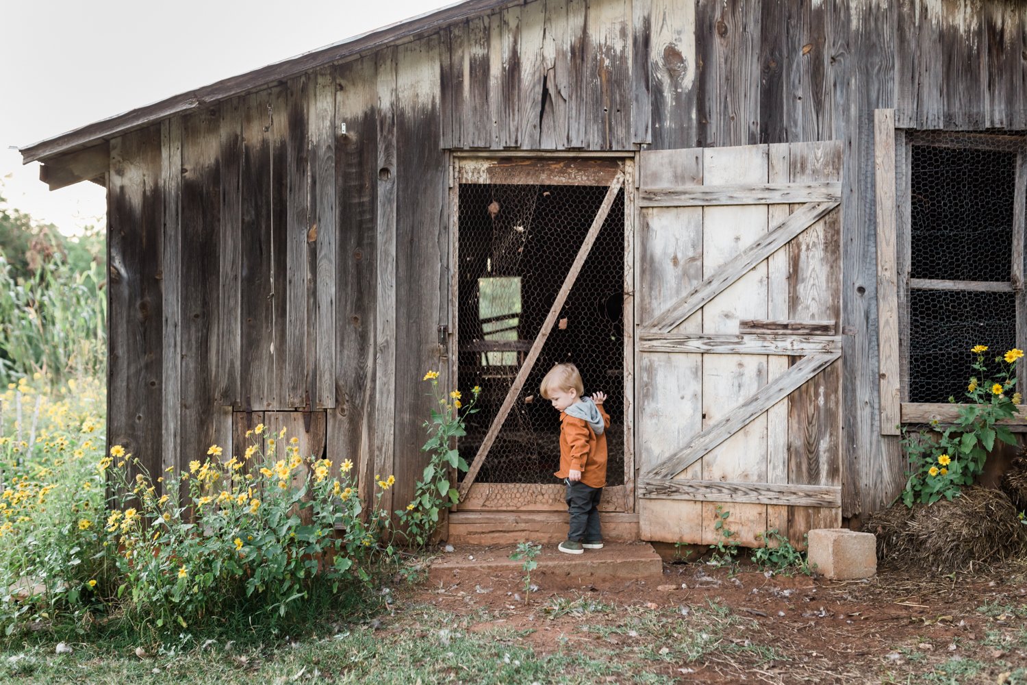 boy on farm family session with yellow flowers