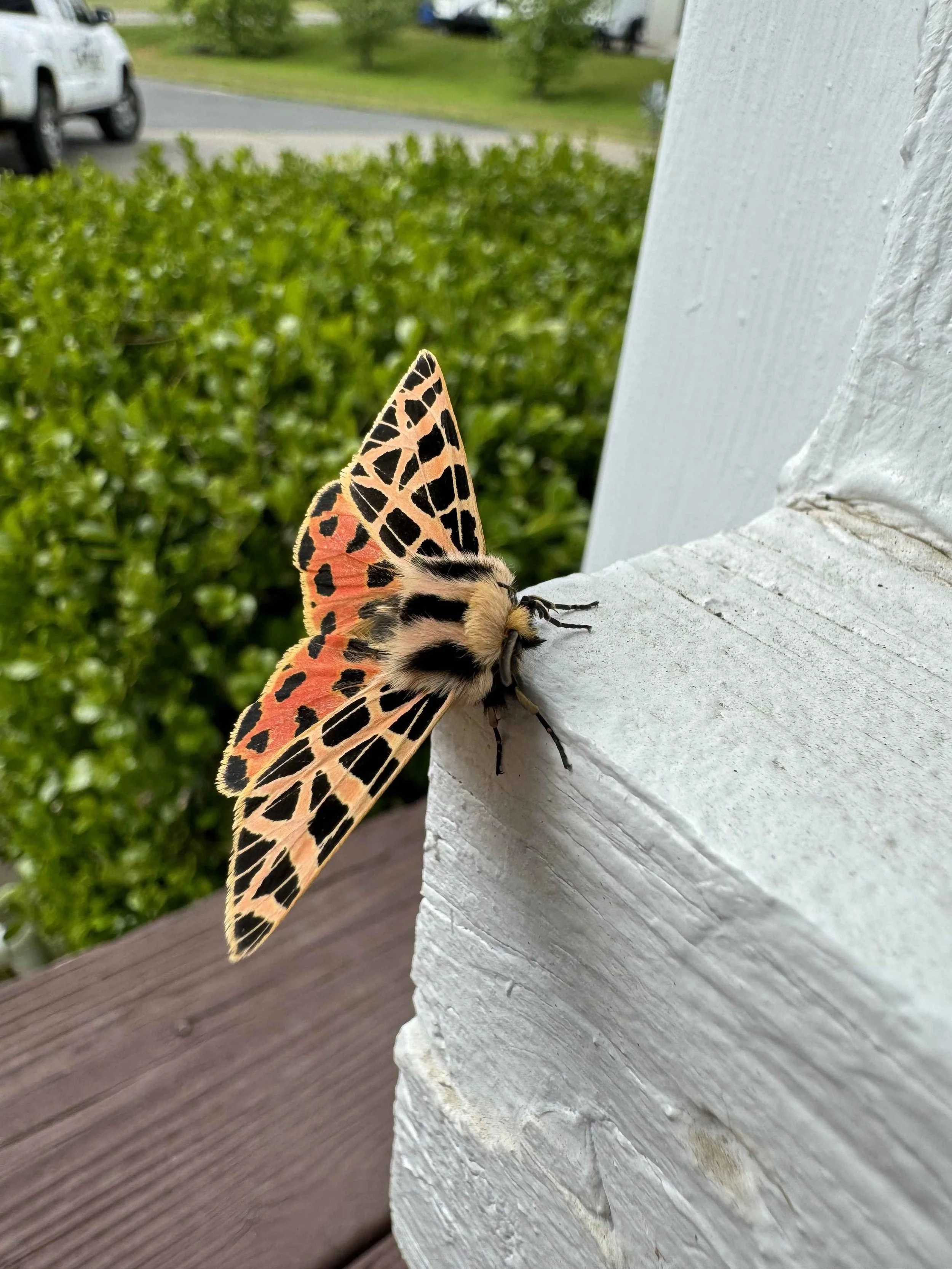 A Tiger Moth resting on a white wooden ledge outdoors with green bushes and a driveway in the background With a Contact Pest Control truck.