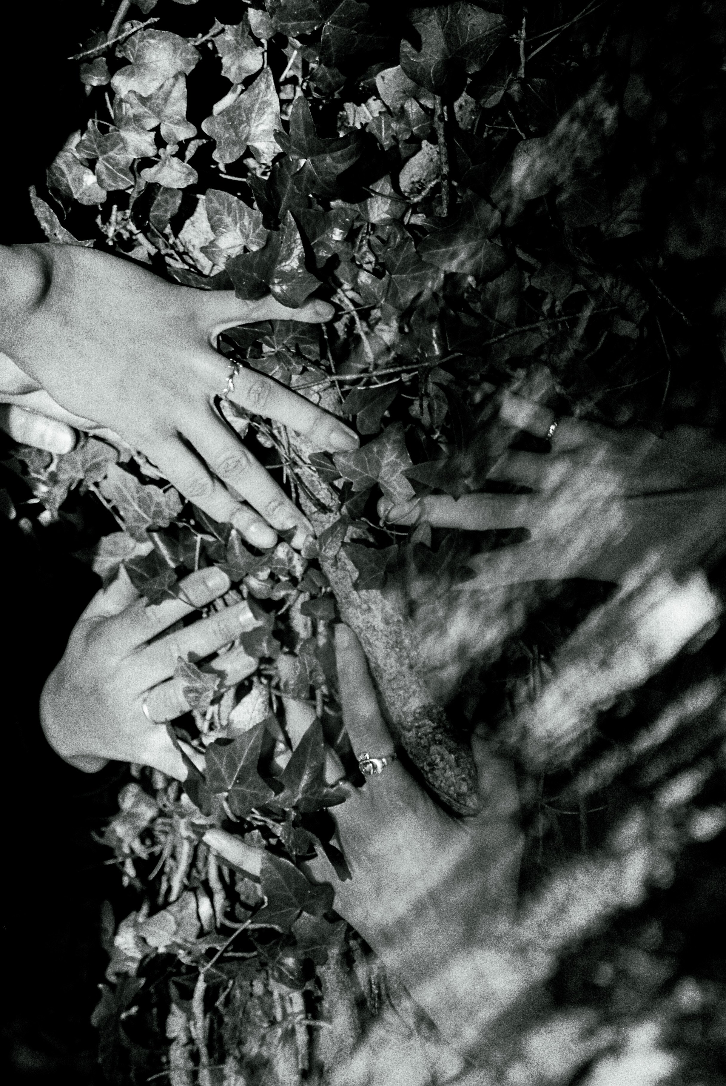 Black and white photo of hands touching ivy leaves