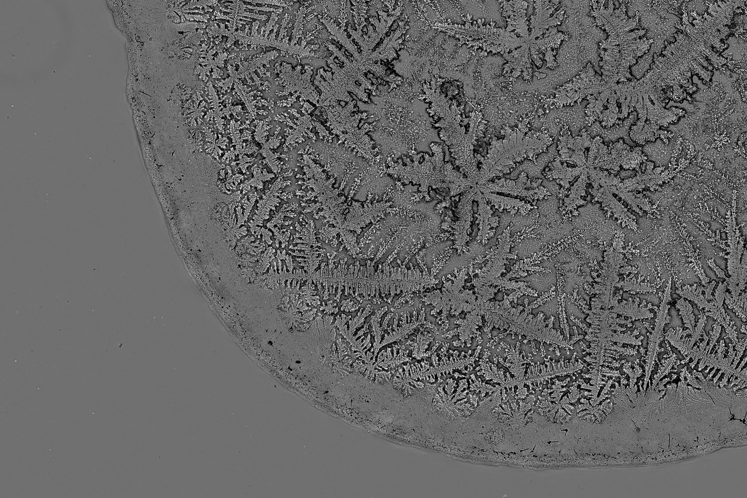 20x Experiment-16722-Stitching-04 BW.jpg