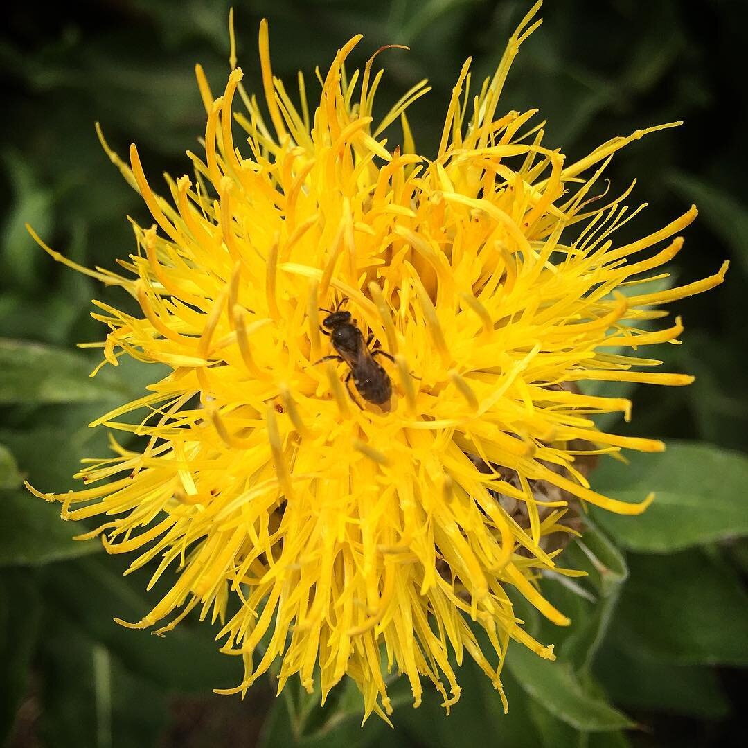 Mountain love. #birdsandthebees #nature #mountainflowers #wildflowers #beesweet