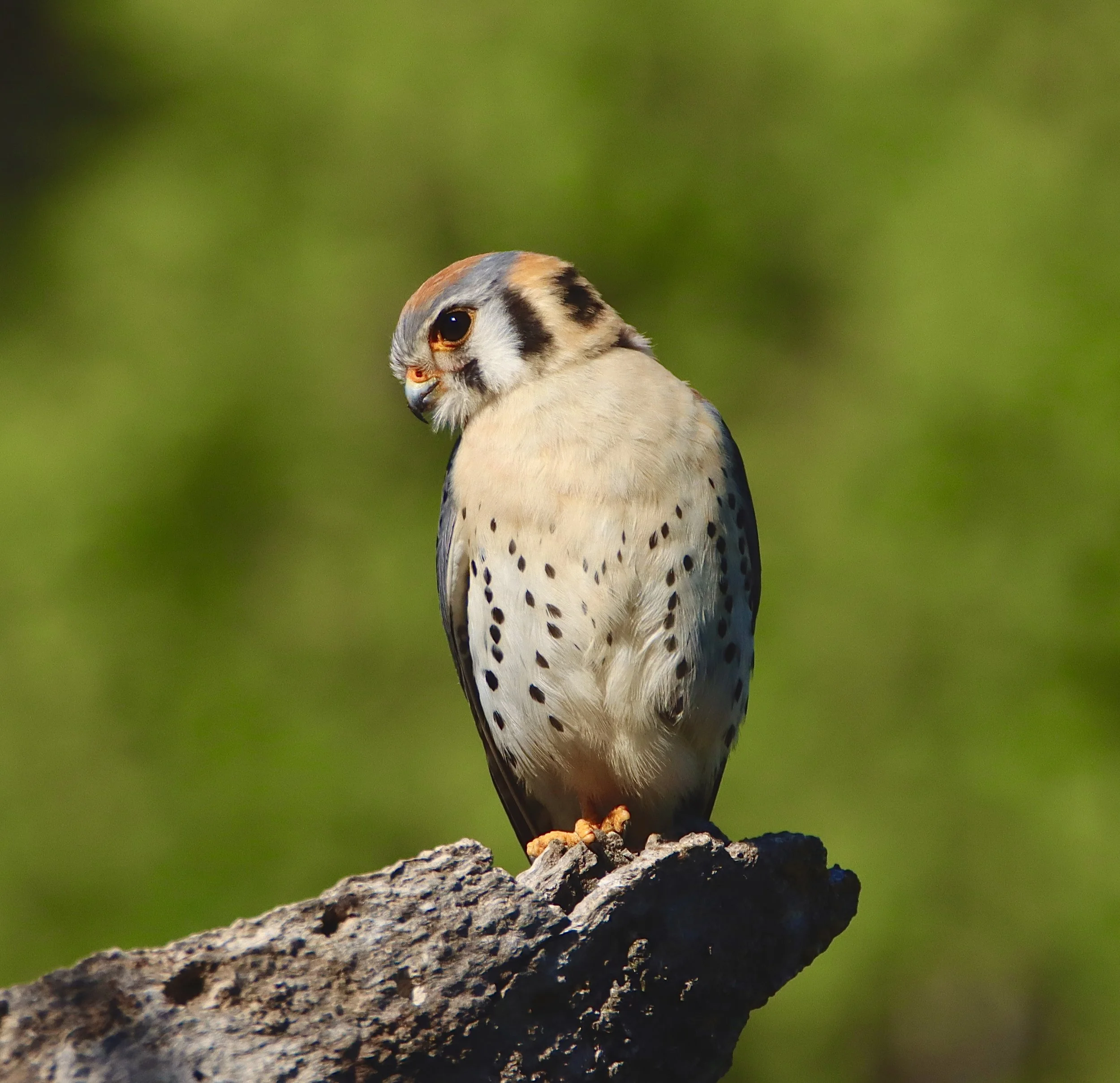 American Kestral, Placer County, Ca (Prints available)
