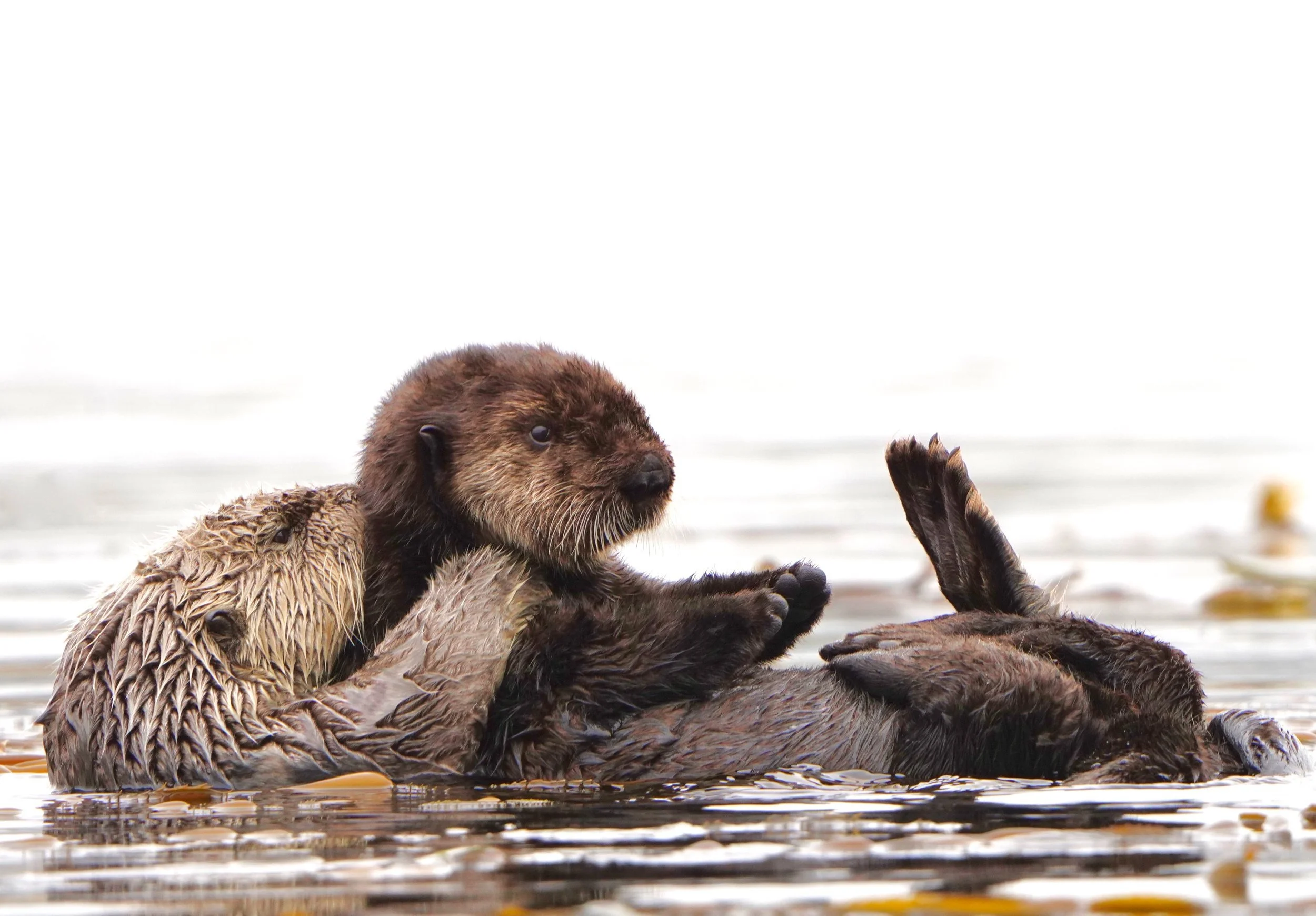 Sea Otter Mom and Pup, Morro Bay, Ca (Prints available)