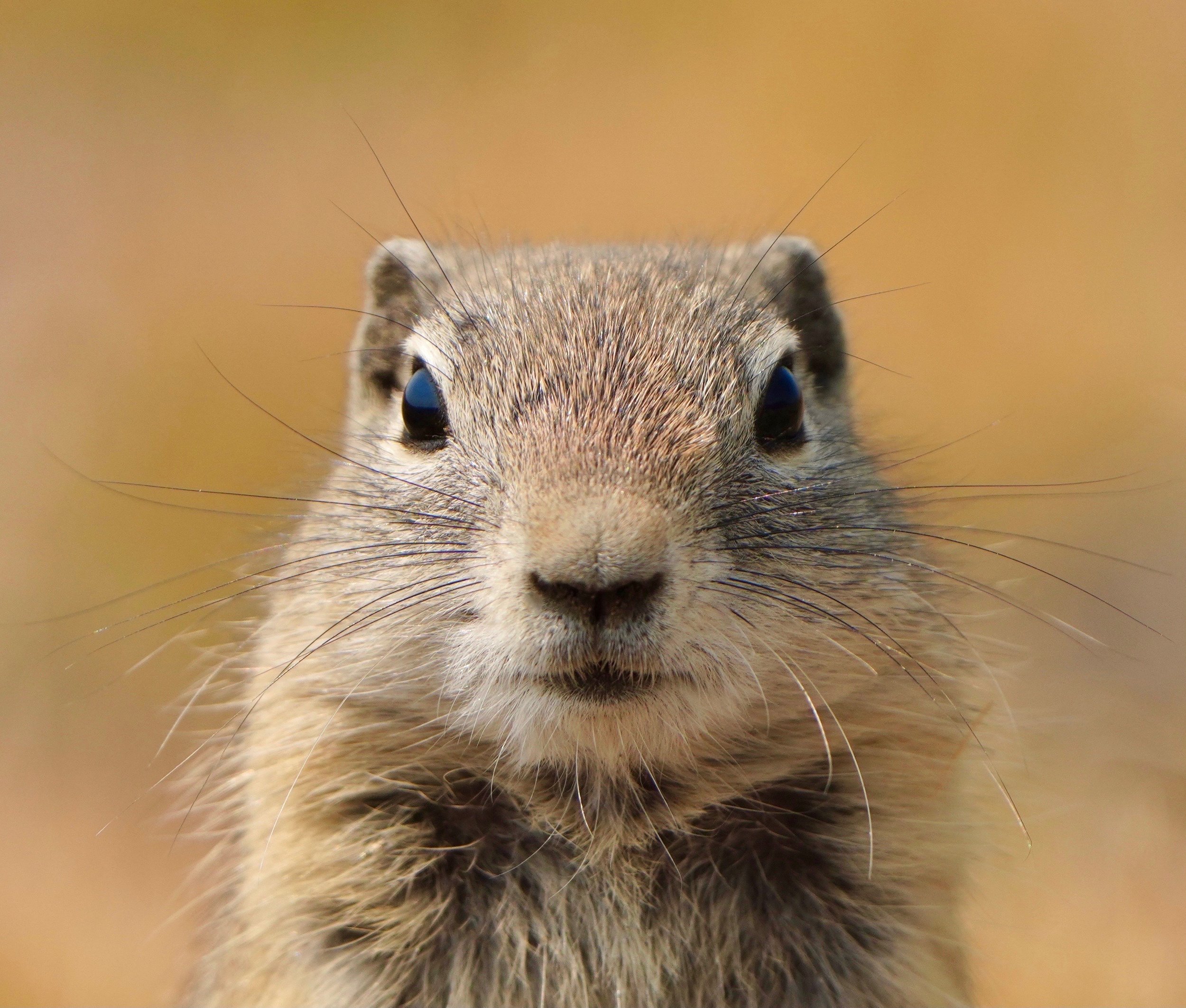 Alone on the mountain top