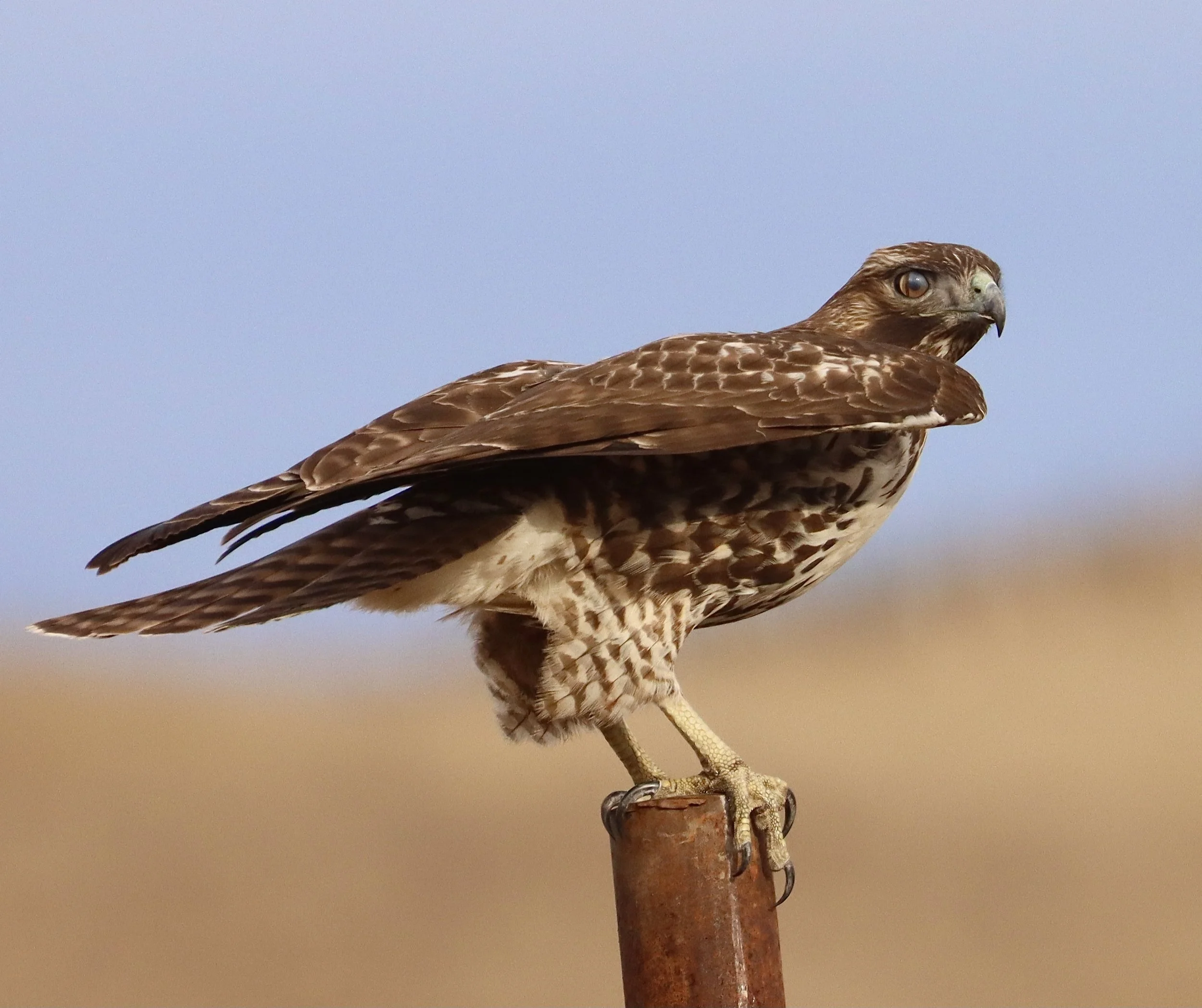 What is a nictitating membrane?