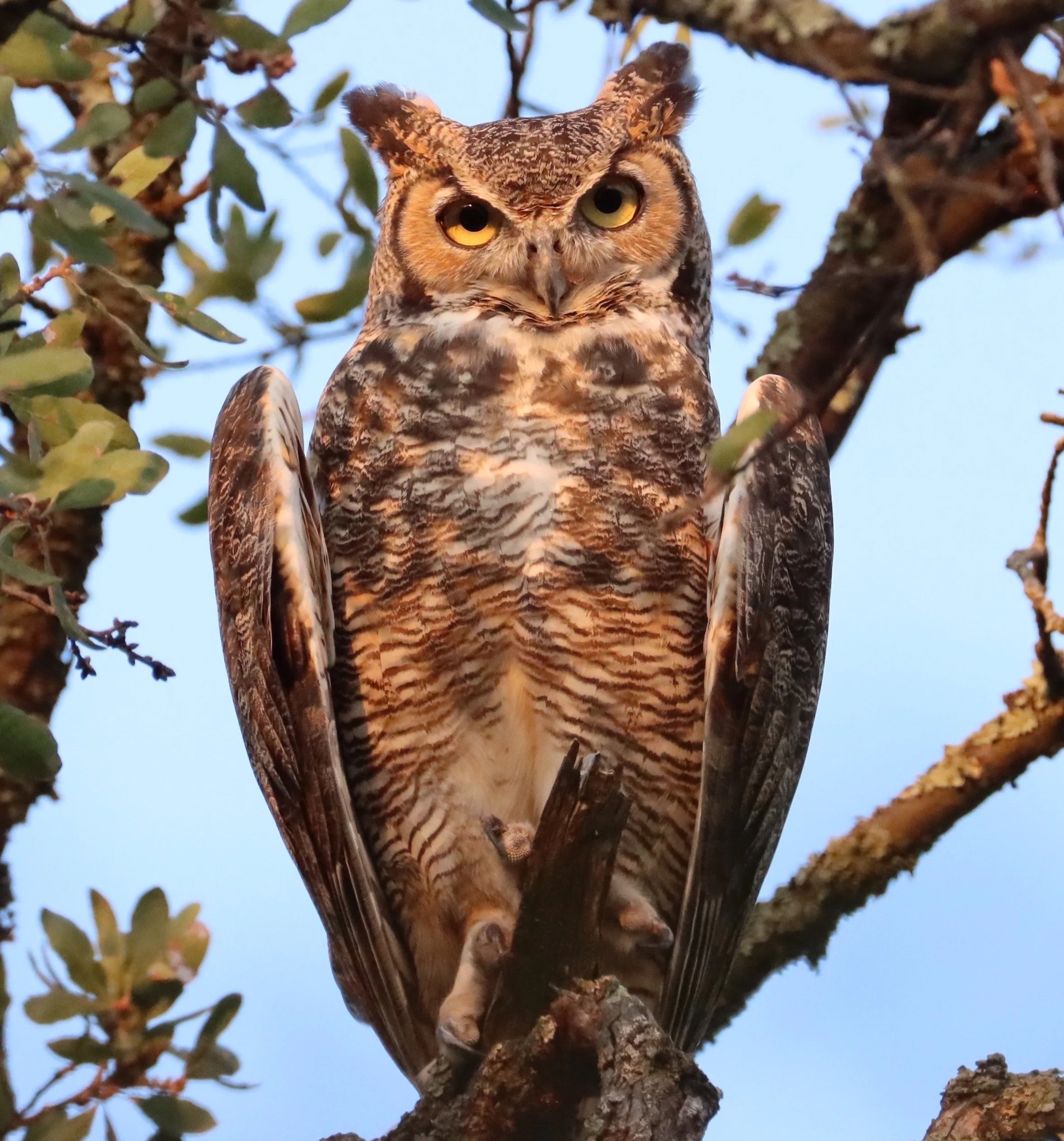 Great Horned Owl Print