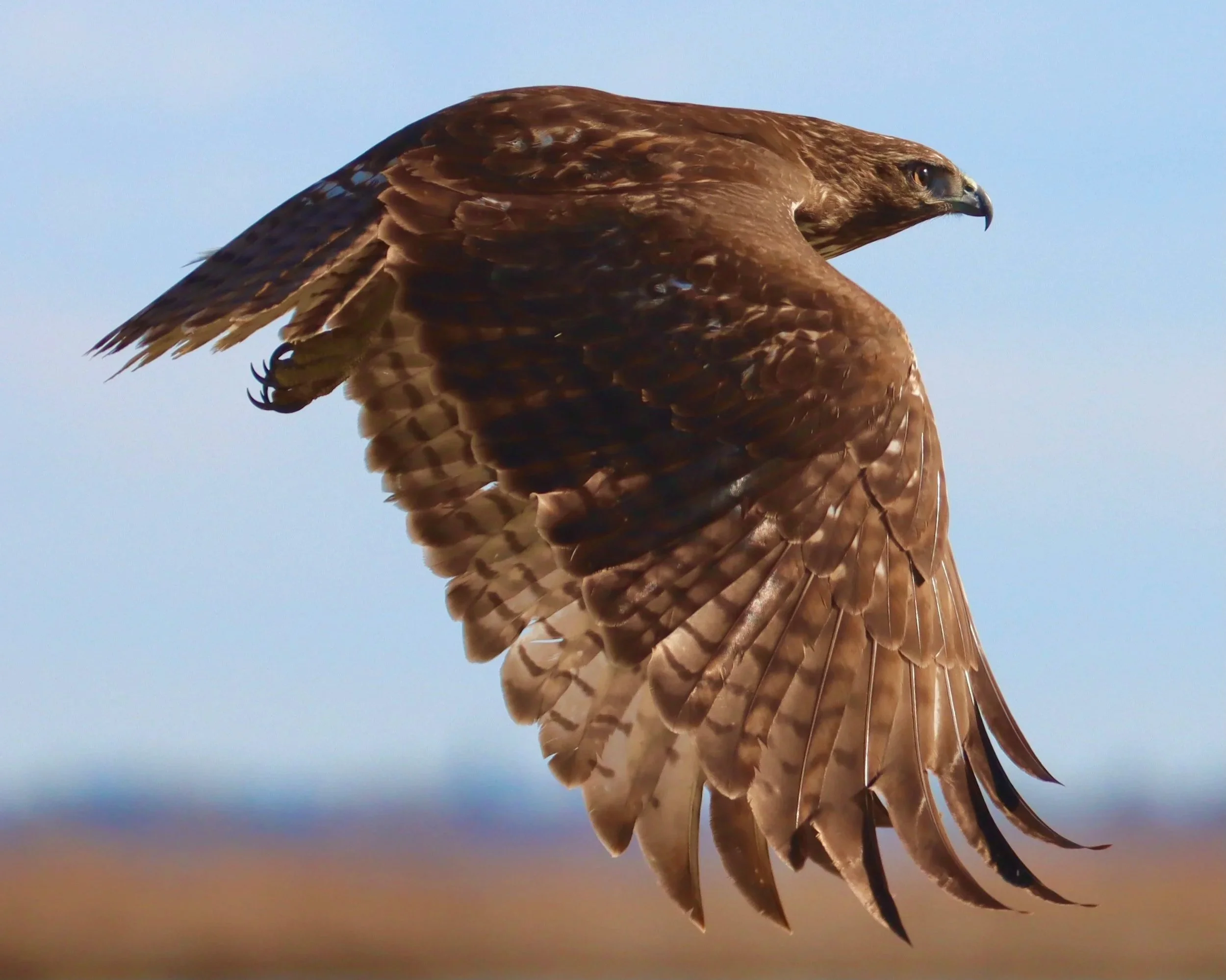 Red-tailed Hawk, Yolo Bypass Wildlife Refuge (Prints available)