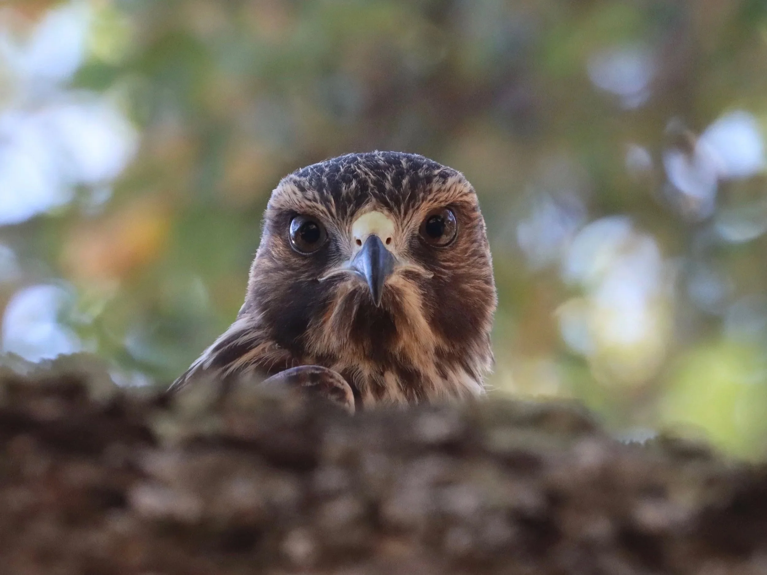 Red-shouldered Hawk, Placer County, Ca (Prints available)