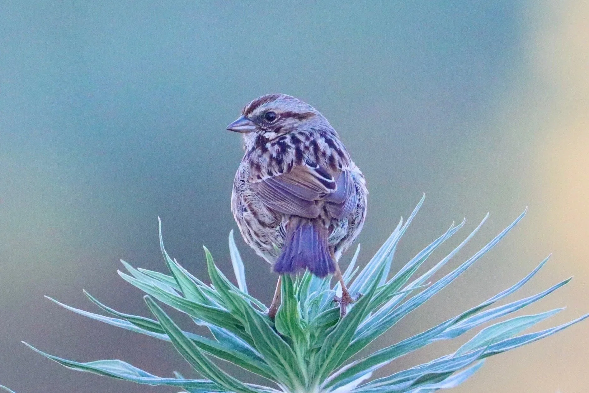 White crowned Sparrow