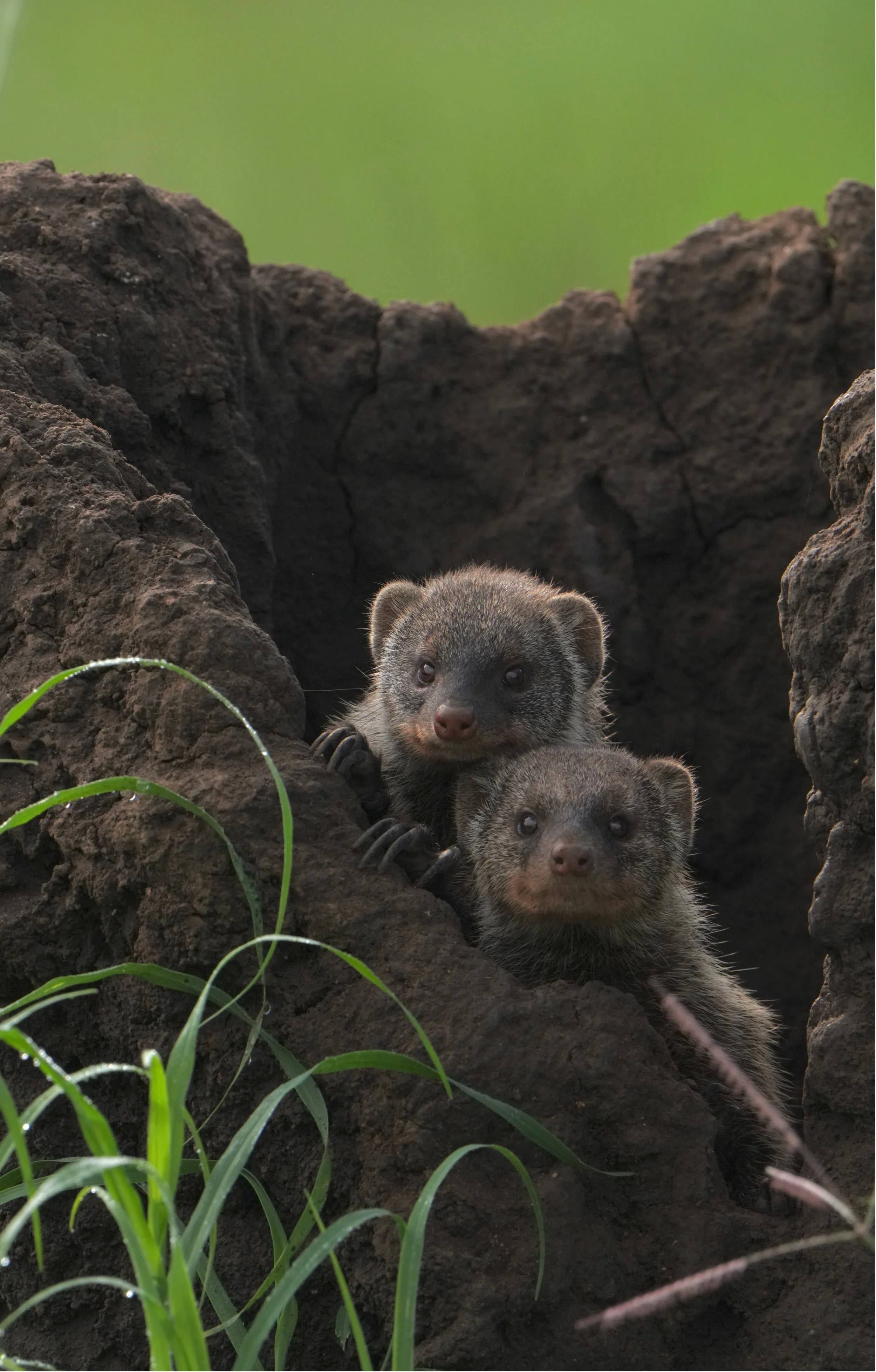 Marsh Mongoose