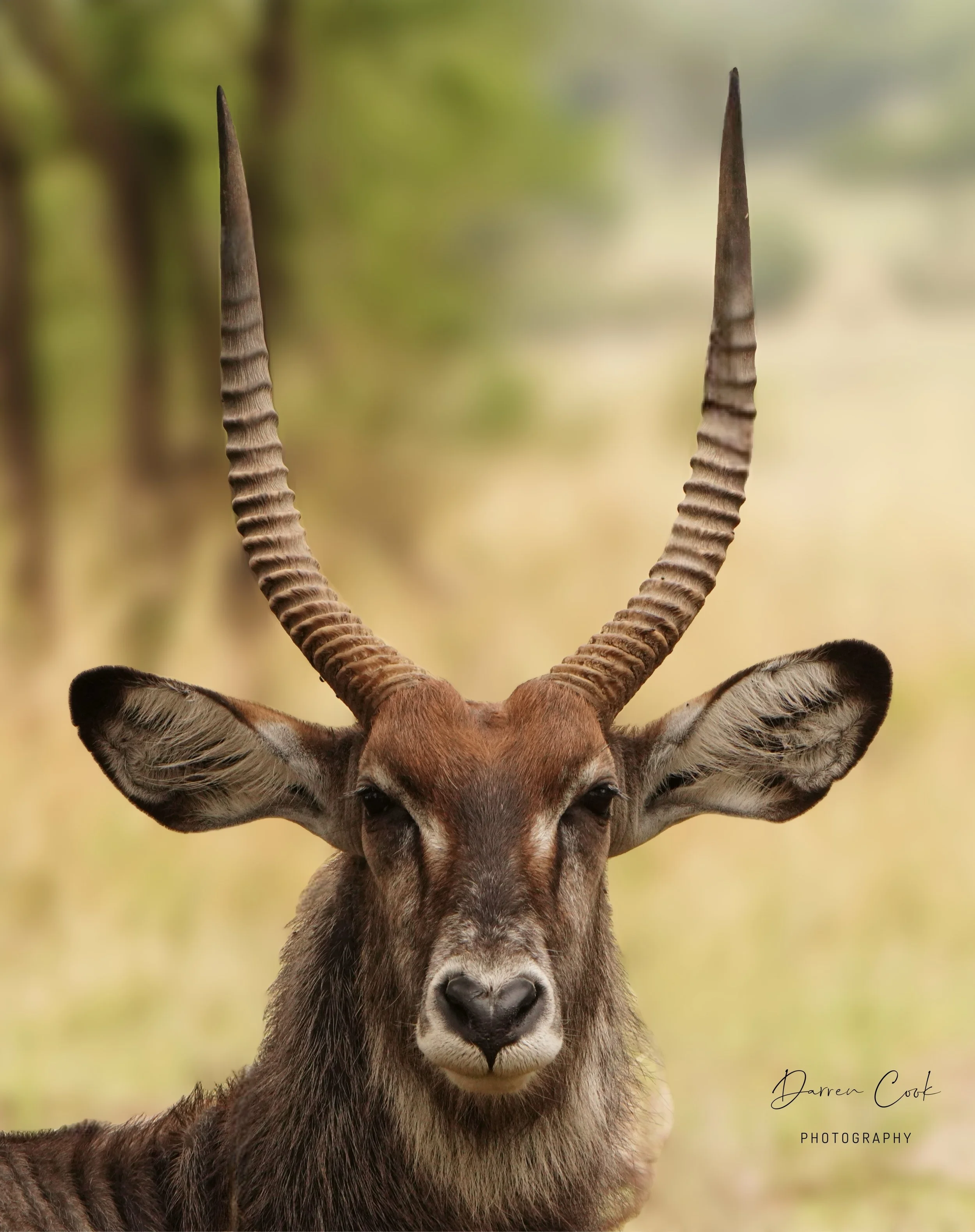 Bush Buck