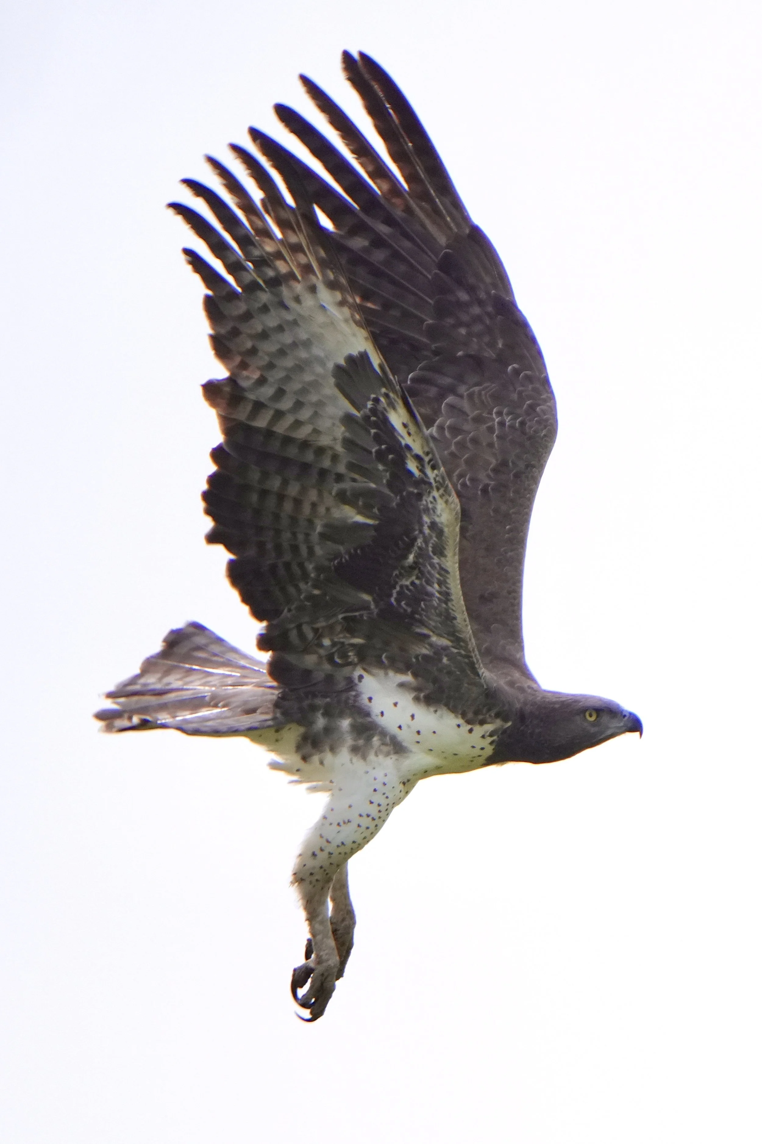 Marshal Eagle