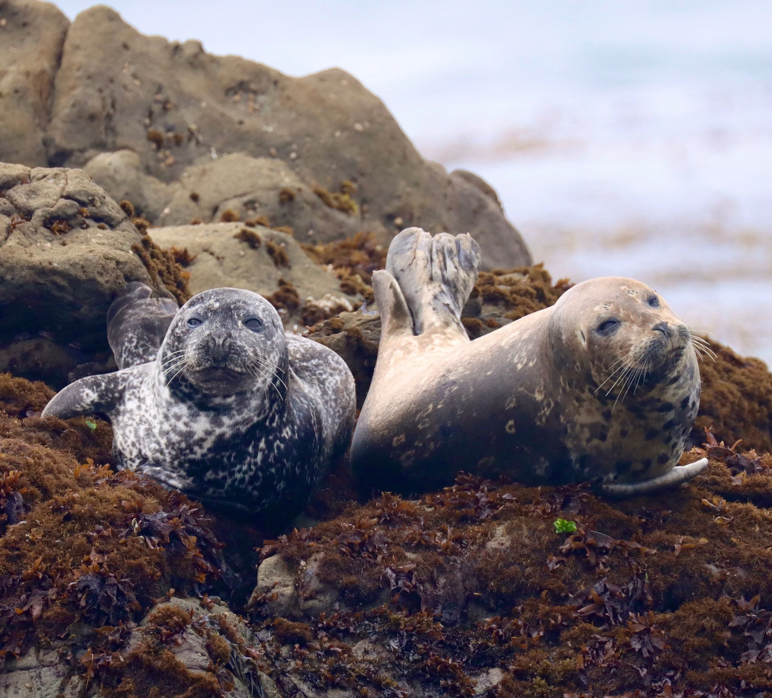 Harbor Seals, San Simeon, Ca (Prints available)
