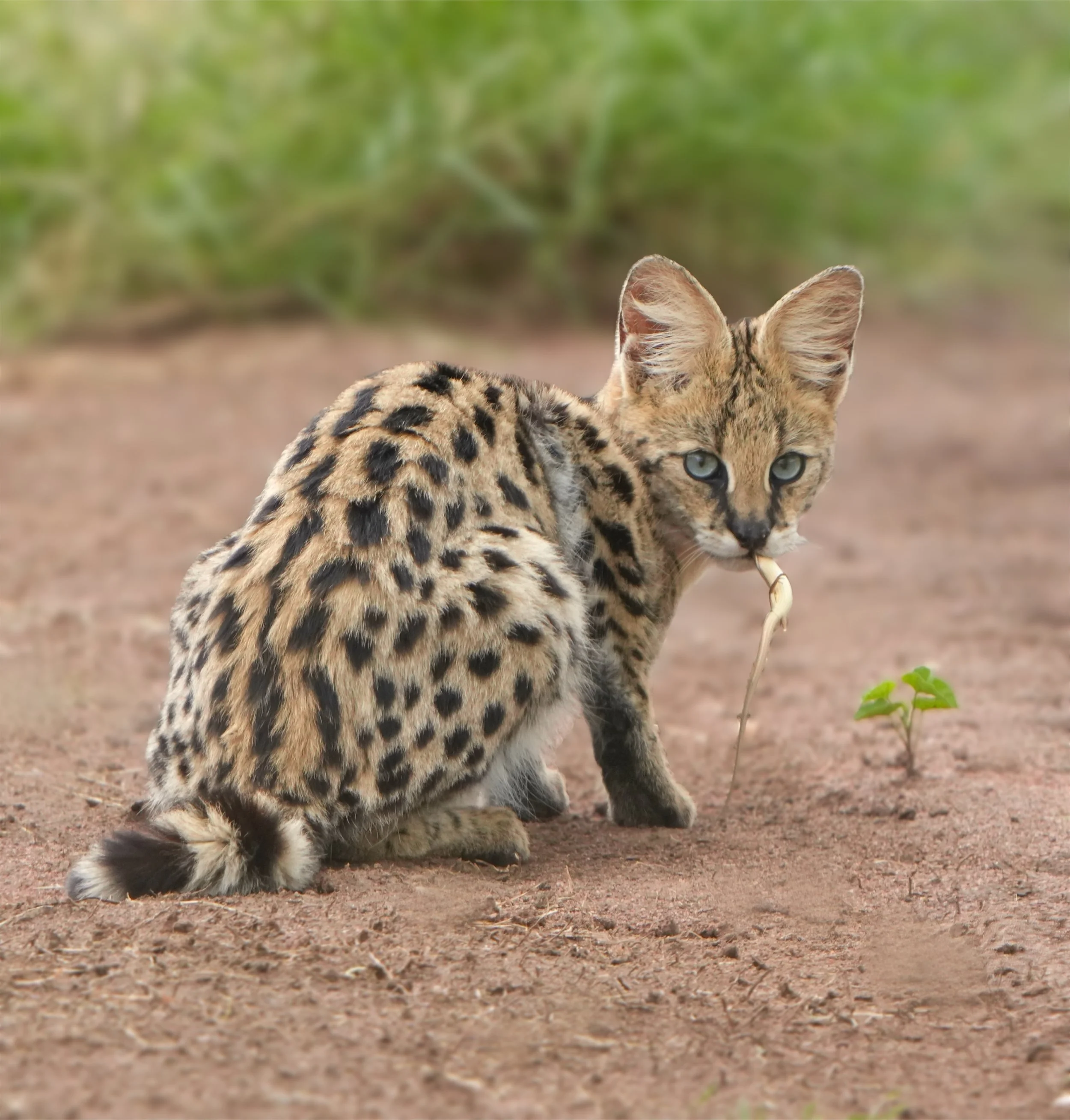 Serval
