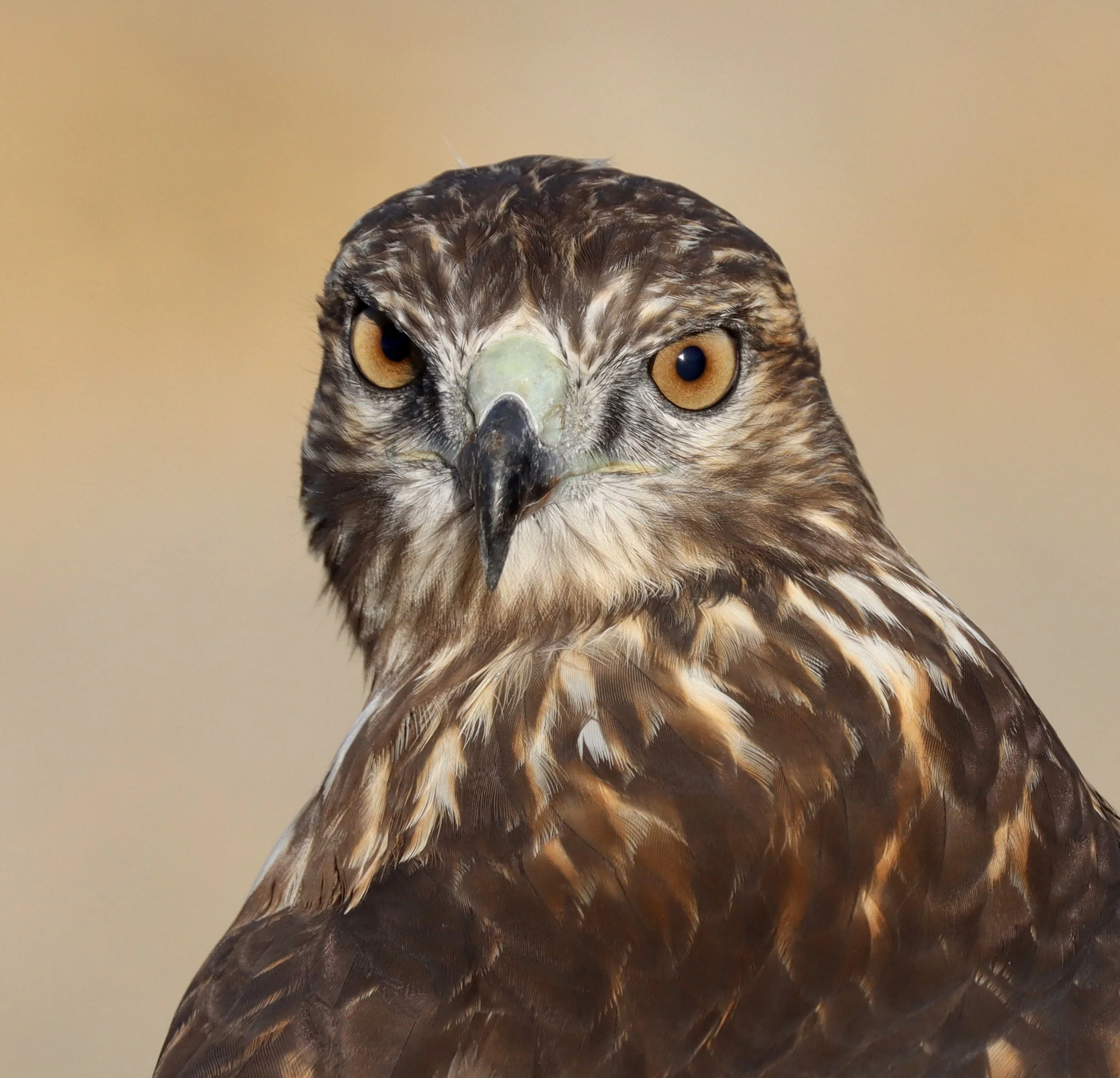 Red-tailed Hawk, Yolo Bypass Wildlife Refuge (Prints available)