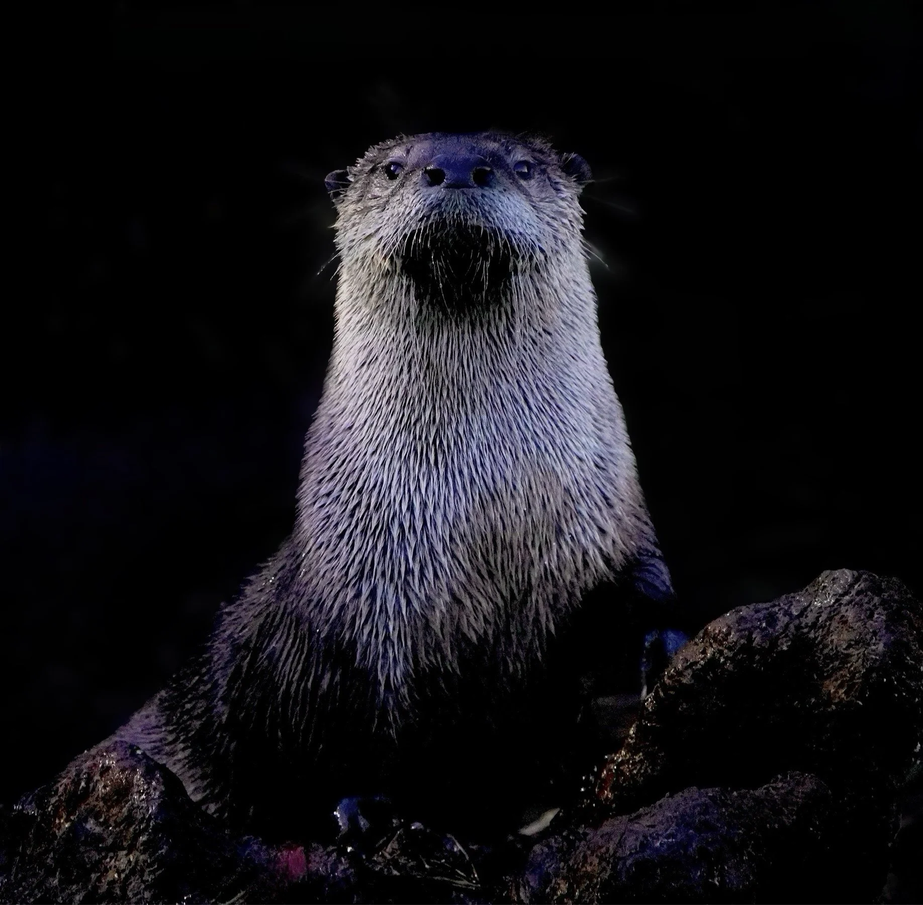 Bazaart_8B515448-42FD-45D1-BCFB-3BDABD339B41 2.jpeg