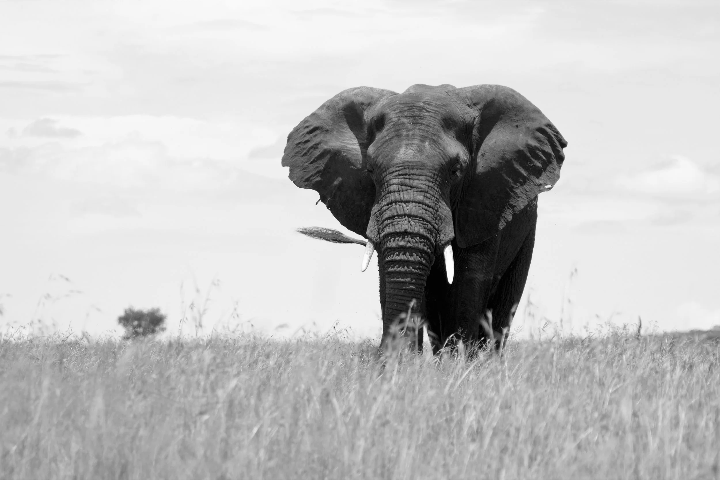 African Elephant