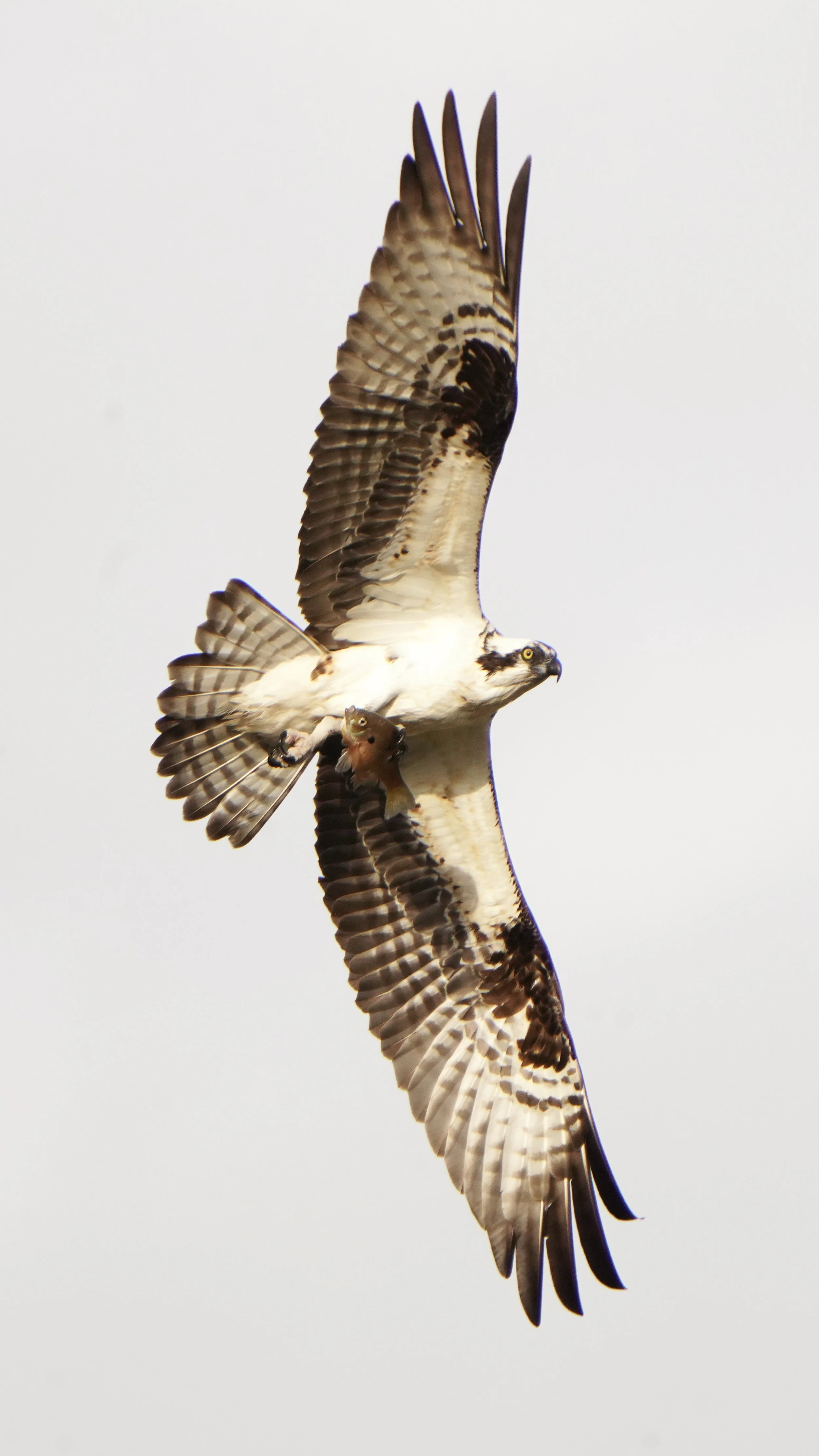 Osprey