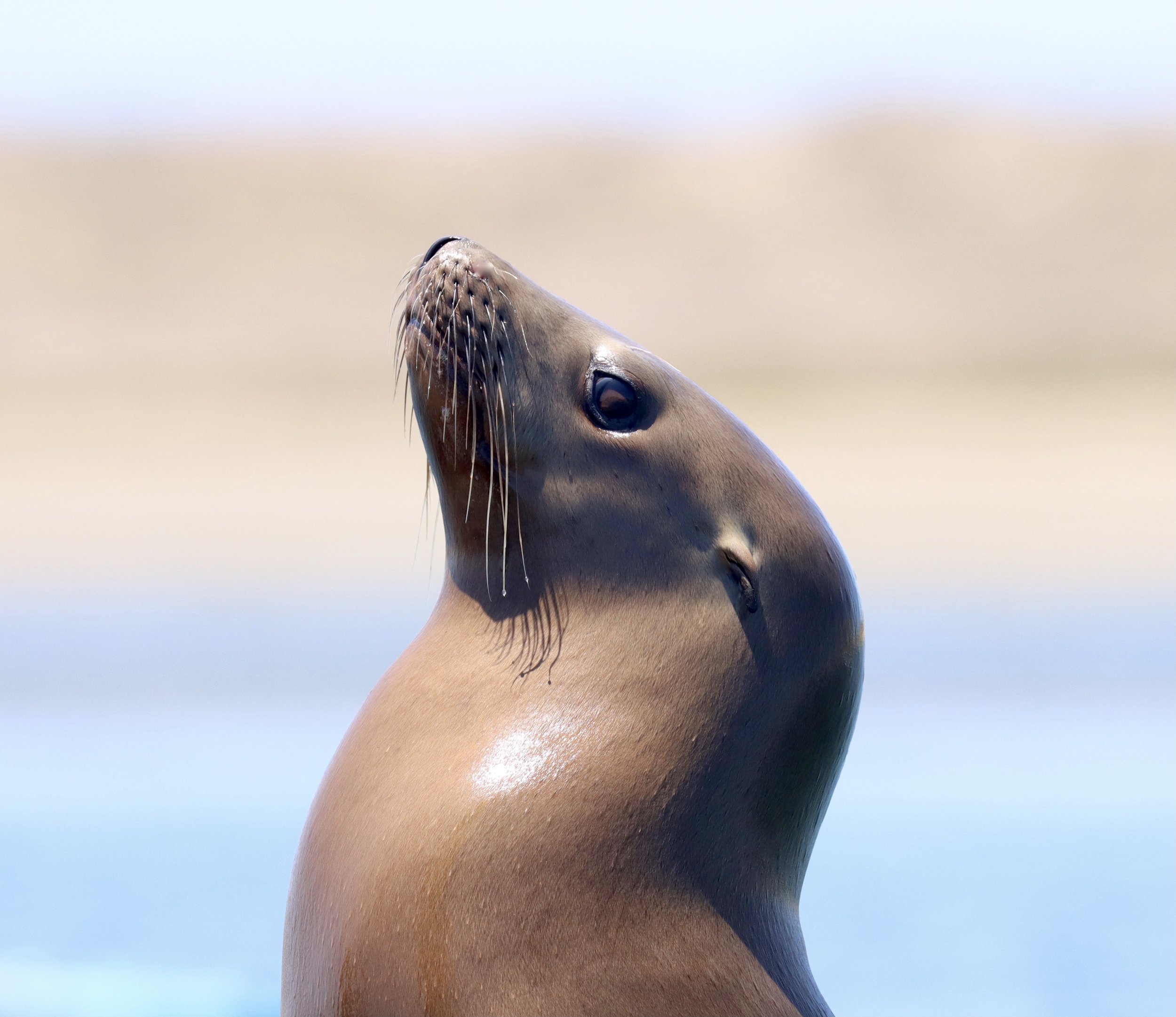 Sea Lion, Morro Bay, Ca (Prints available)
