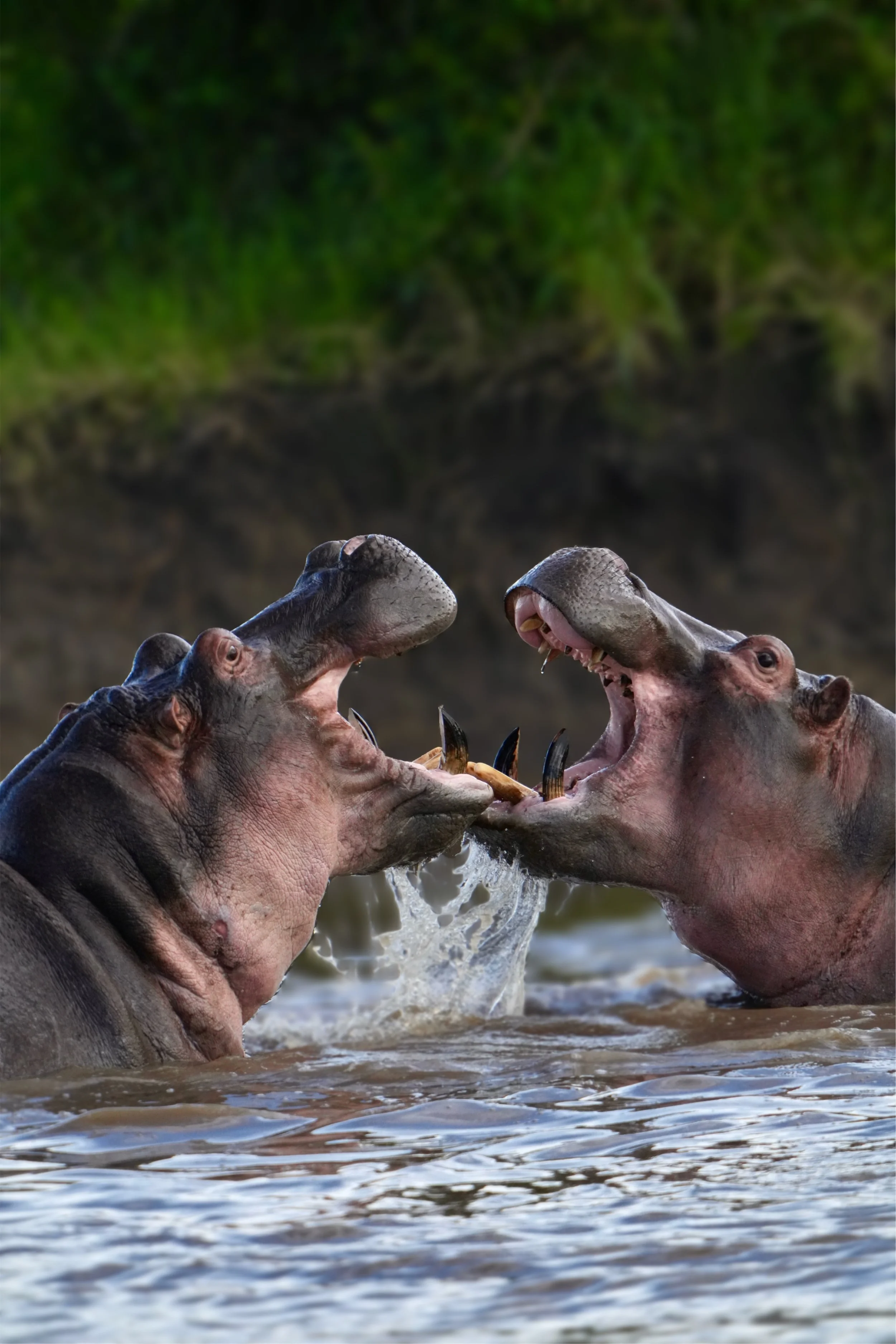 Hippopotamus