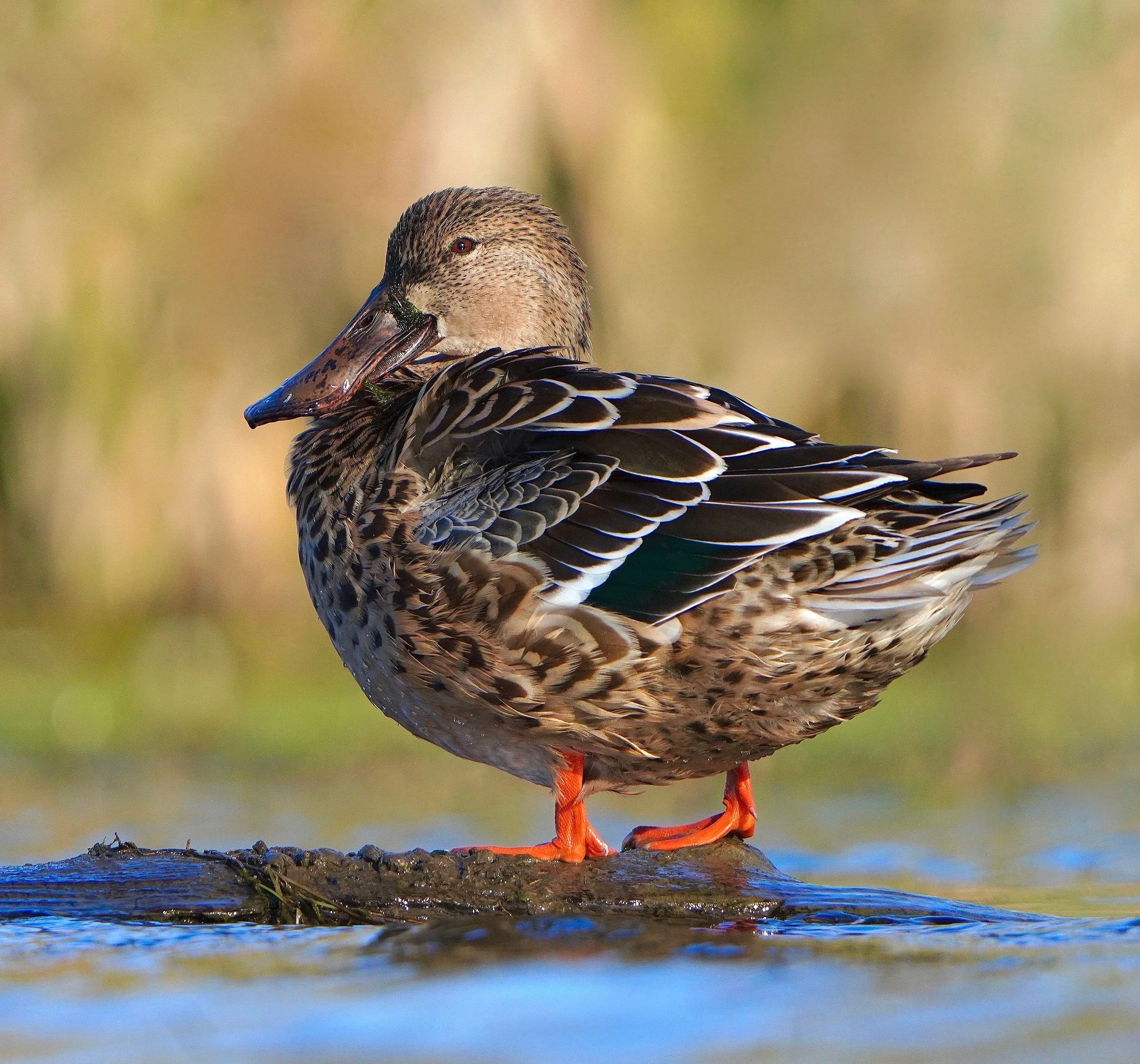 Northern Shoveler