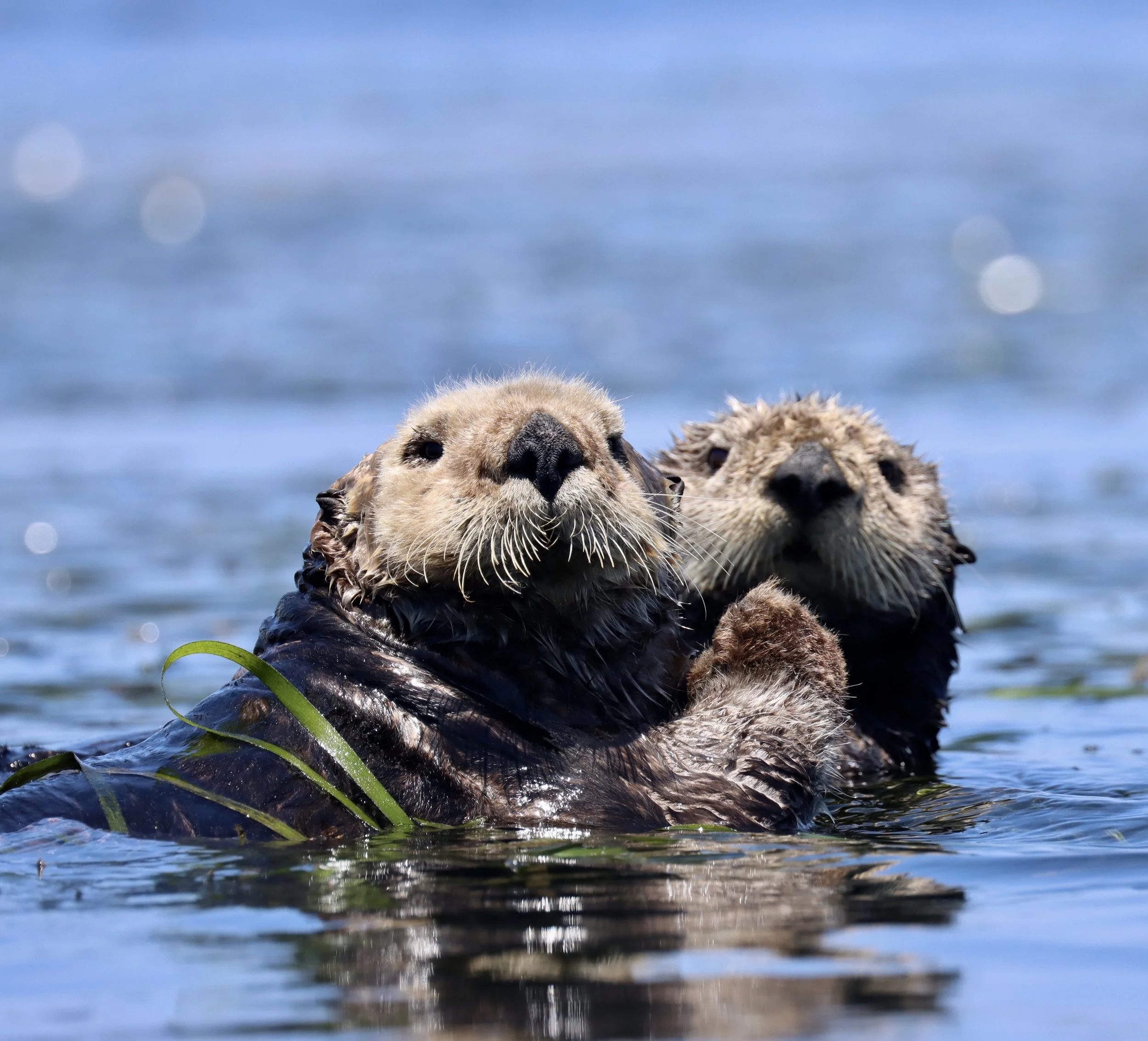Sea Otters, Morro Bay, Ca (Prints available)
