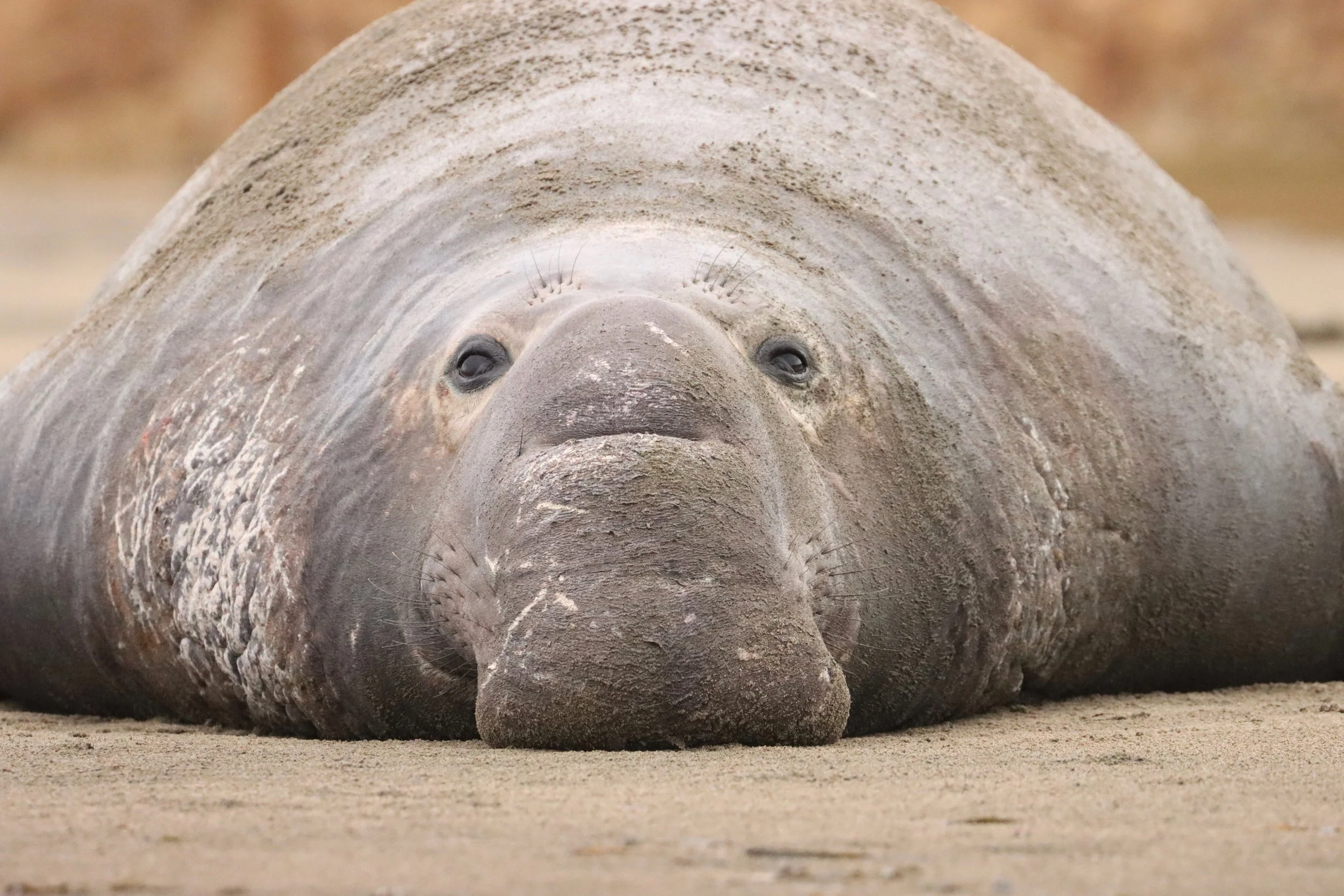 Elephant Seal, Point Reyes National Seashore (Prints available)