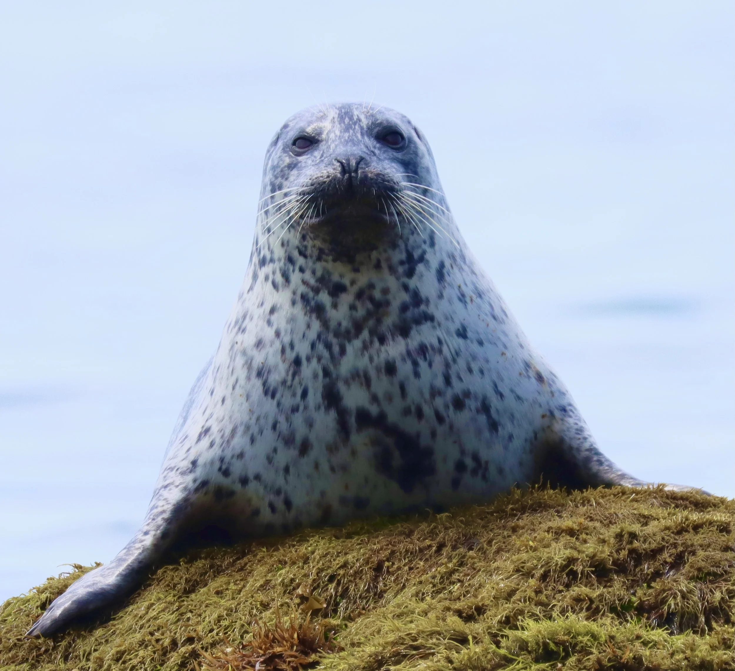 Harbor Seal, Avila Beach, Ca (Prints available)