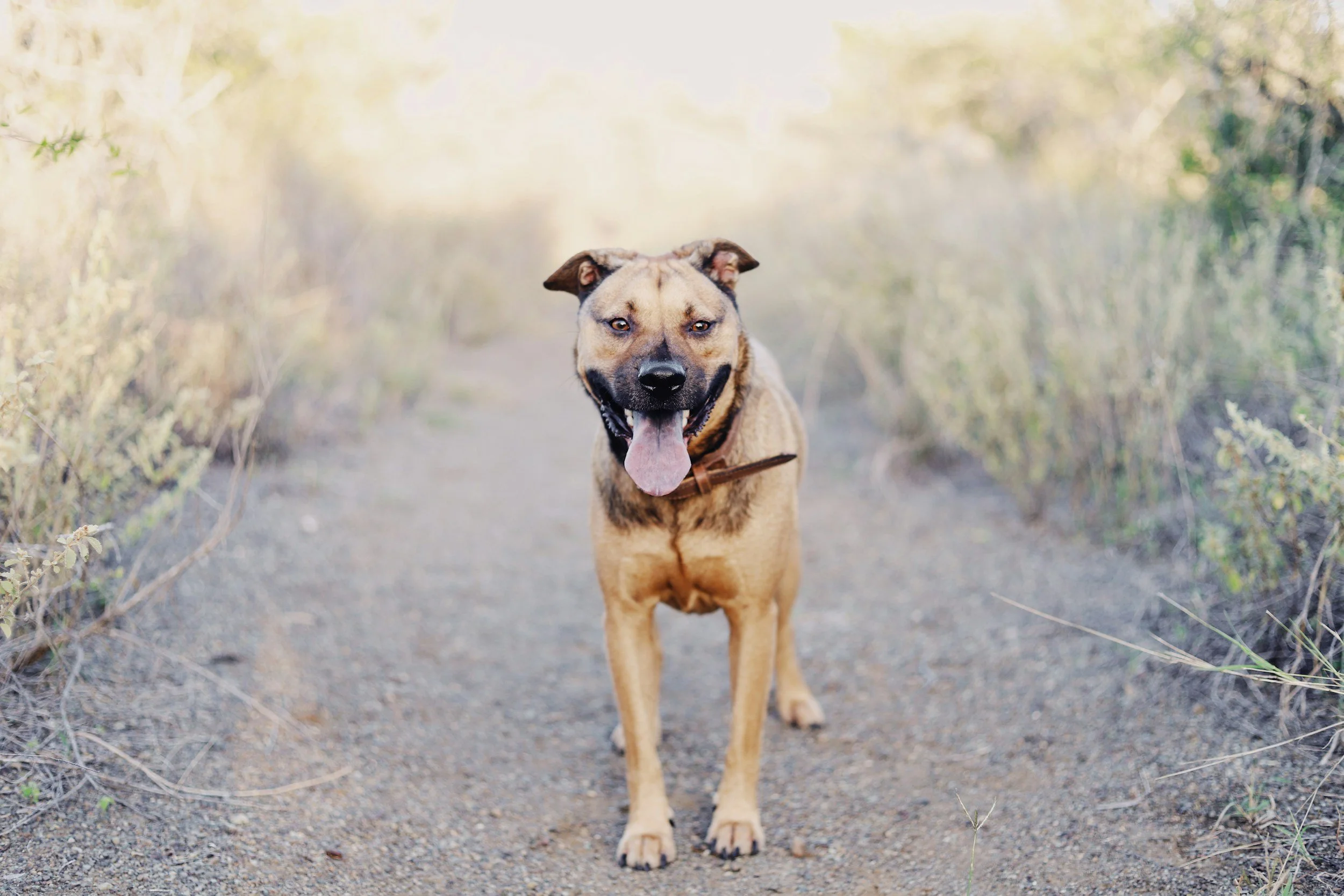 Pet-Friendly Adventures Near Shibby RV Living in Woodruff, SC