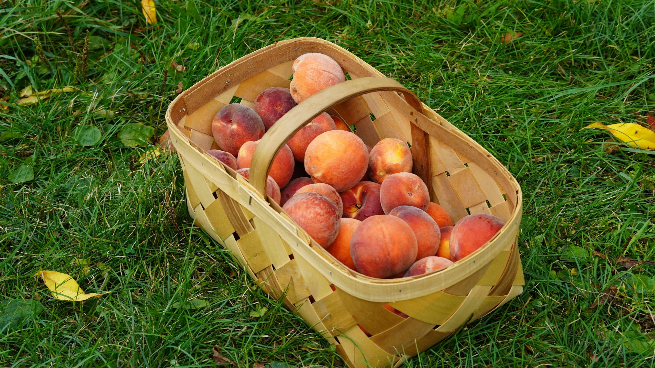 Best Peach Orchards near Woodruff, SC