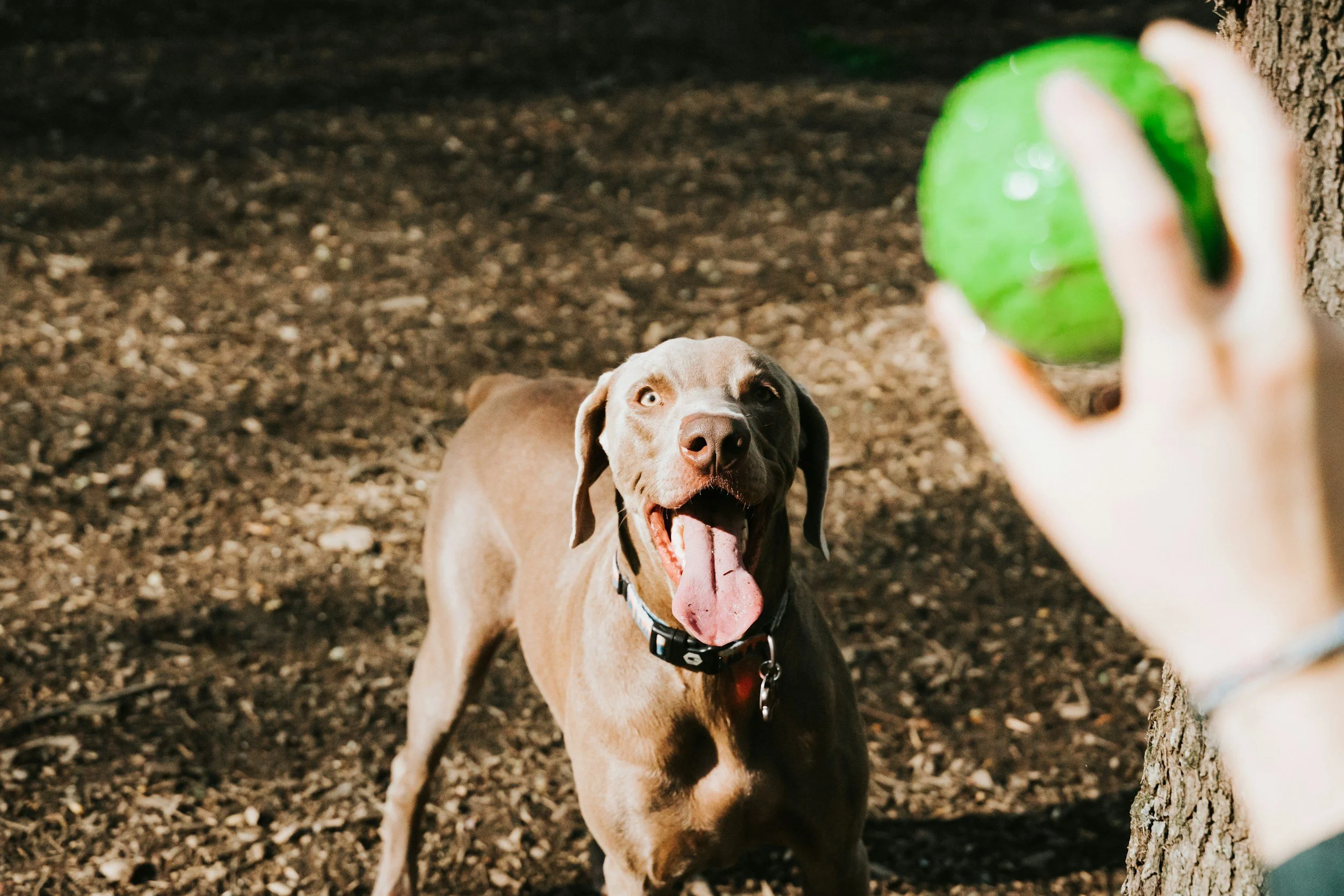RV Camping with a Dog