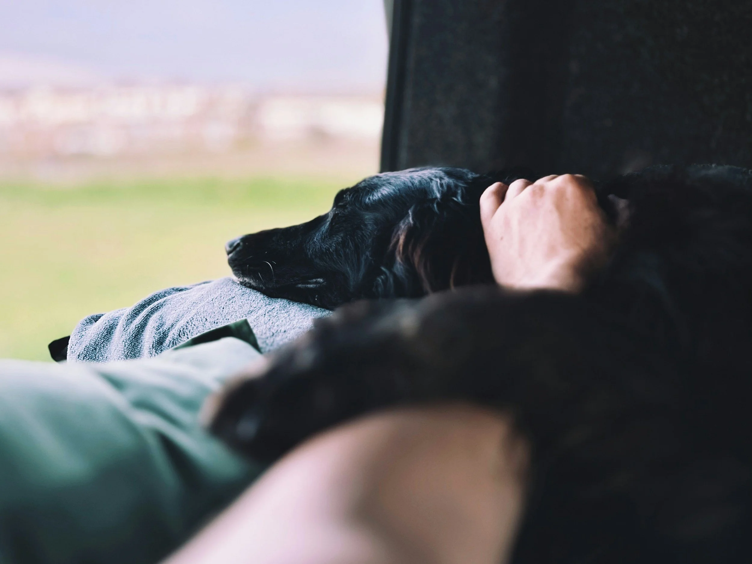 Pet-Friendly RV Camping in South Carolina