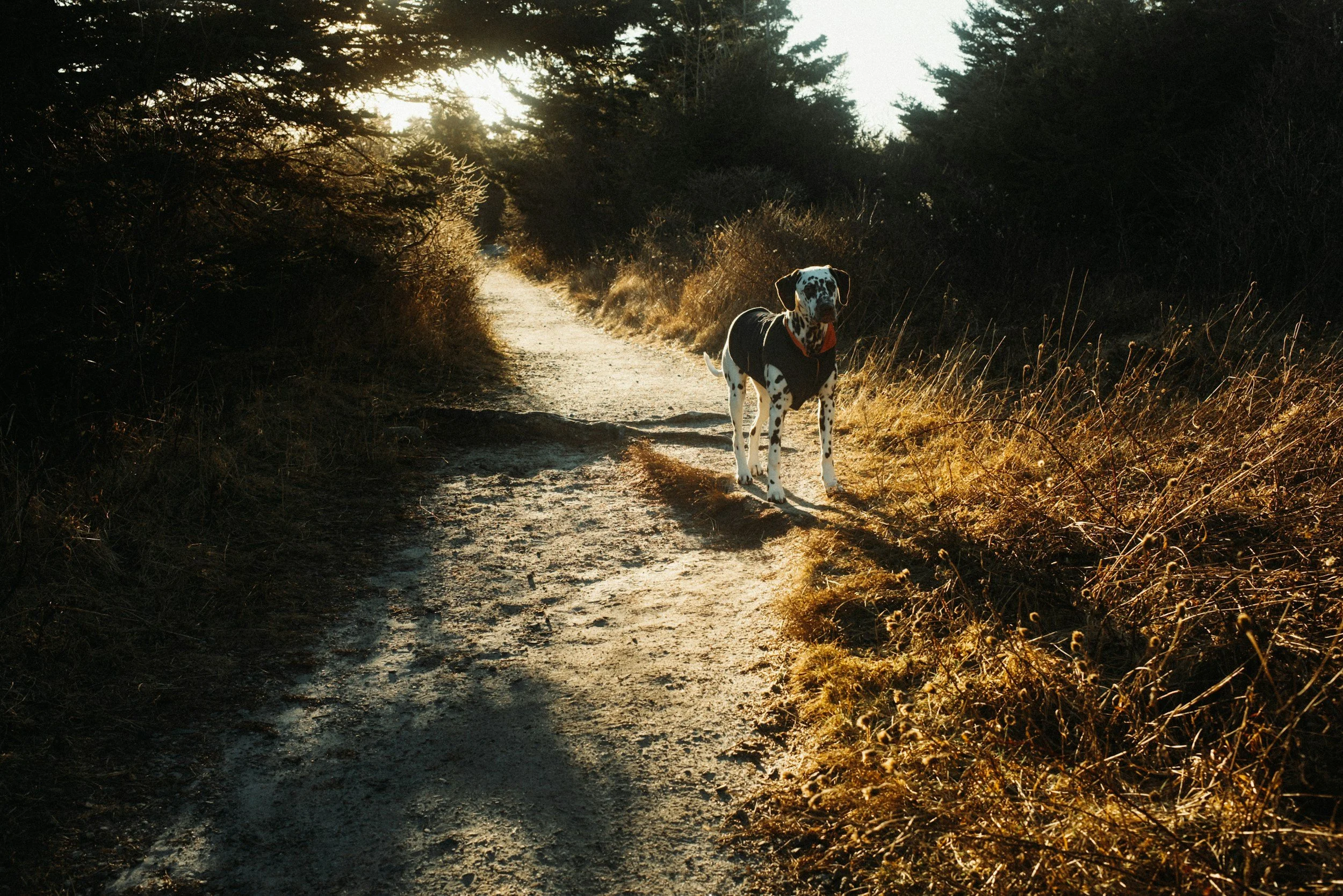 Pet-Friendly Adventures Around Woodruff, SC: Paws, Trails, and Tail Wags