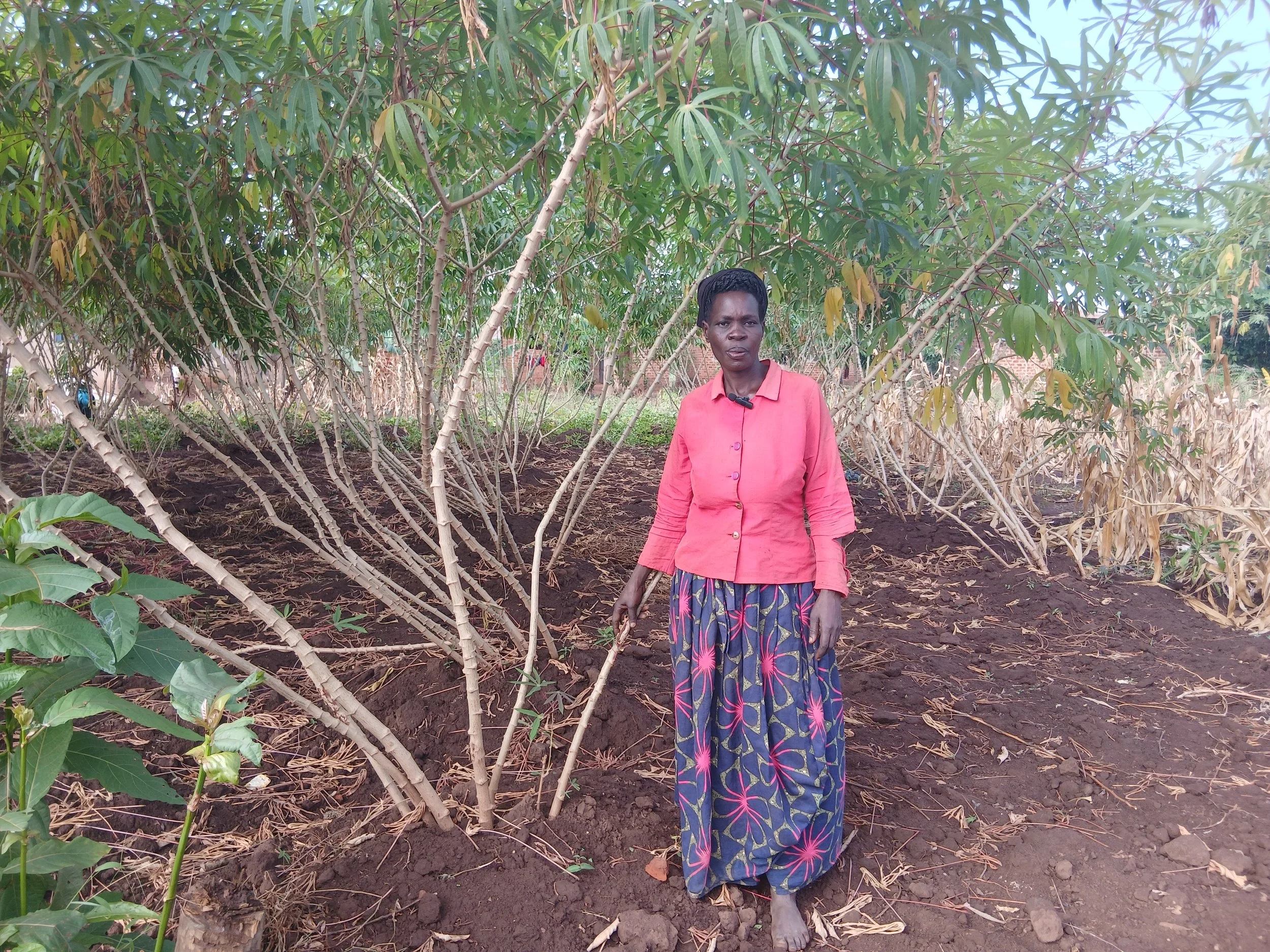What Cassava Taught Her