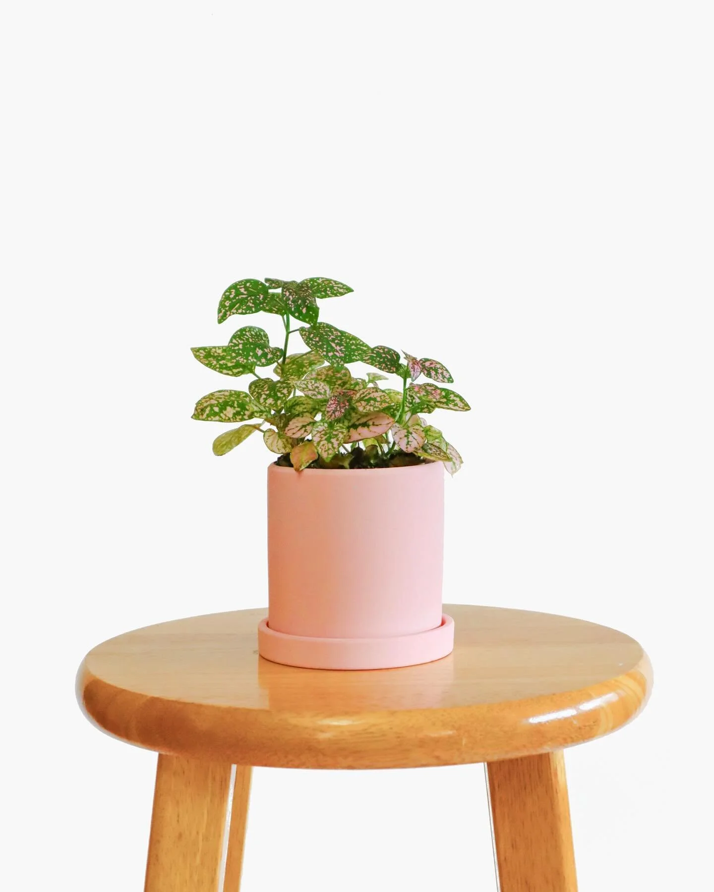 Minimal expression. Maximal impression.
&bull;
&bull;
&bull;
#polkadotplant #hypoestesphyllostachya #hypoestes #houseplantlove #pinkandgreen #houseplantplantclub