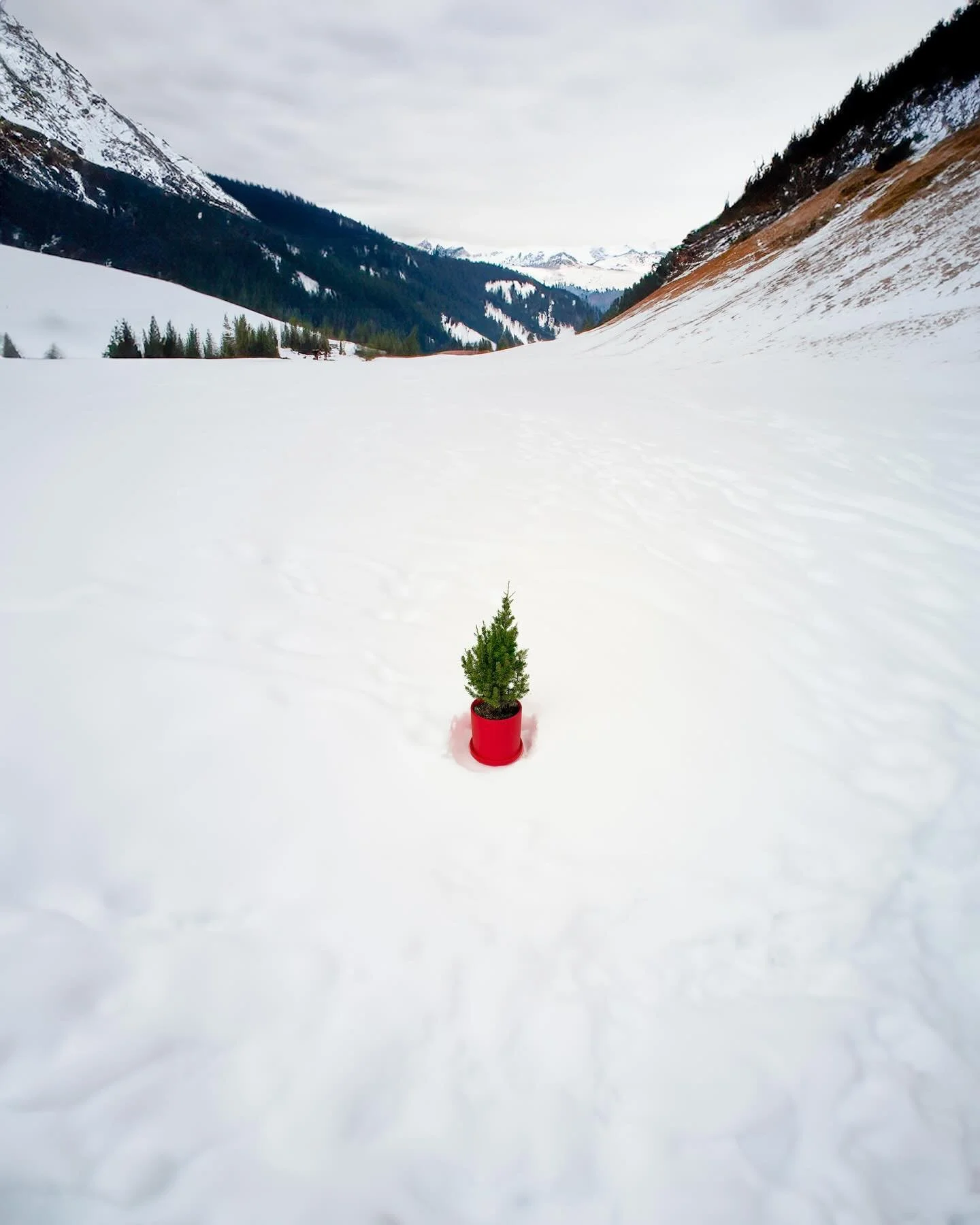 Bring your outdoors indoors, indoors out. 🌲