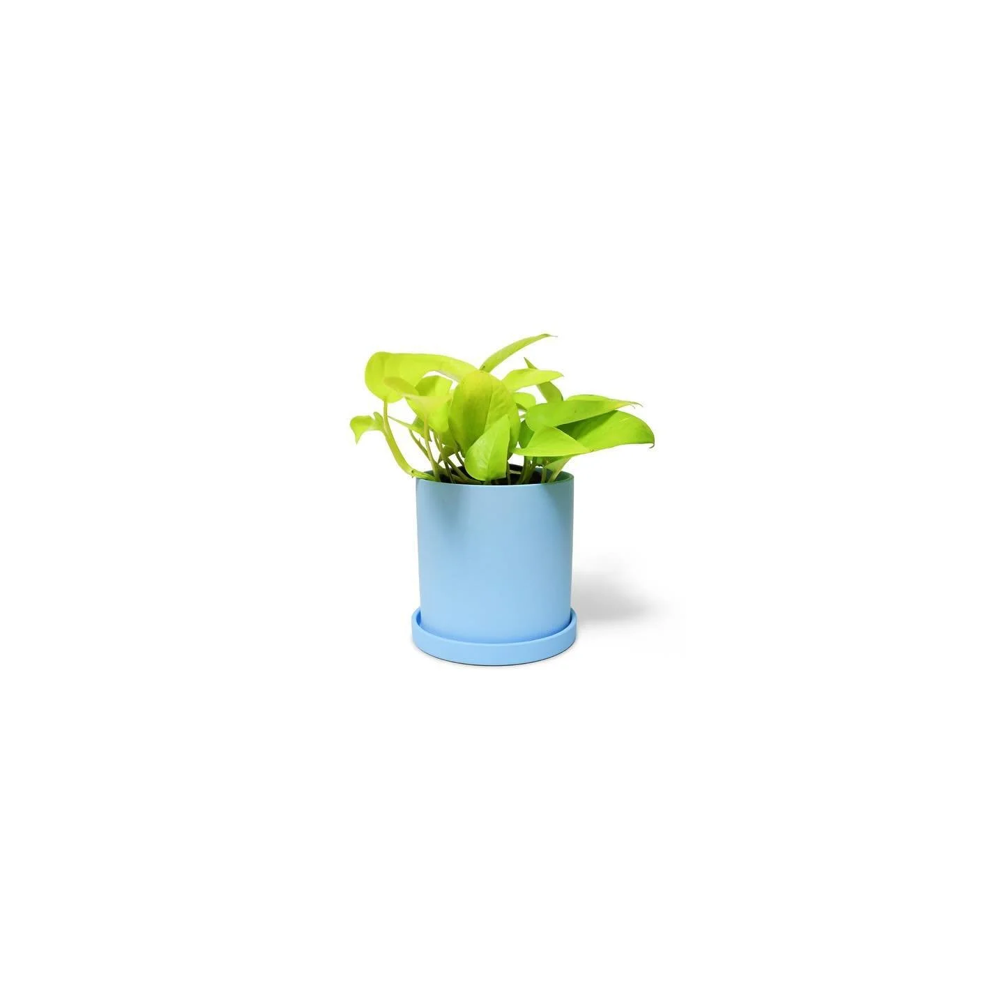 🌱
&bull;
&bull;
&bull;
#houseplant #pothos #neonpothosplant #pothosplant #pothosplants #houseplantlove #ceramicpot #cachepot #cachepots
