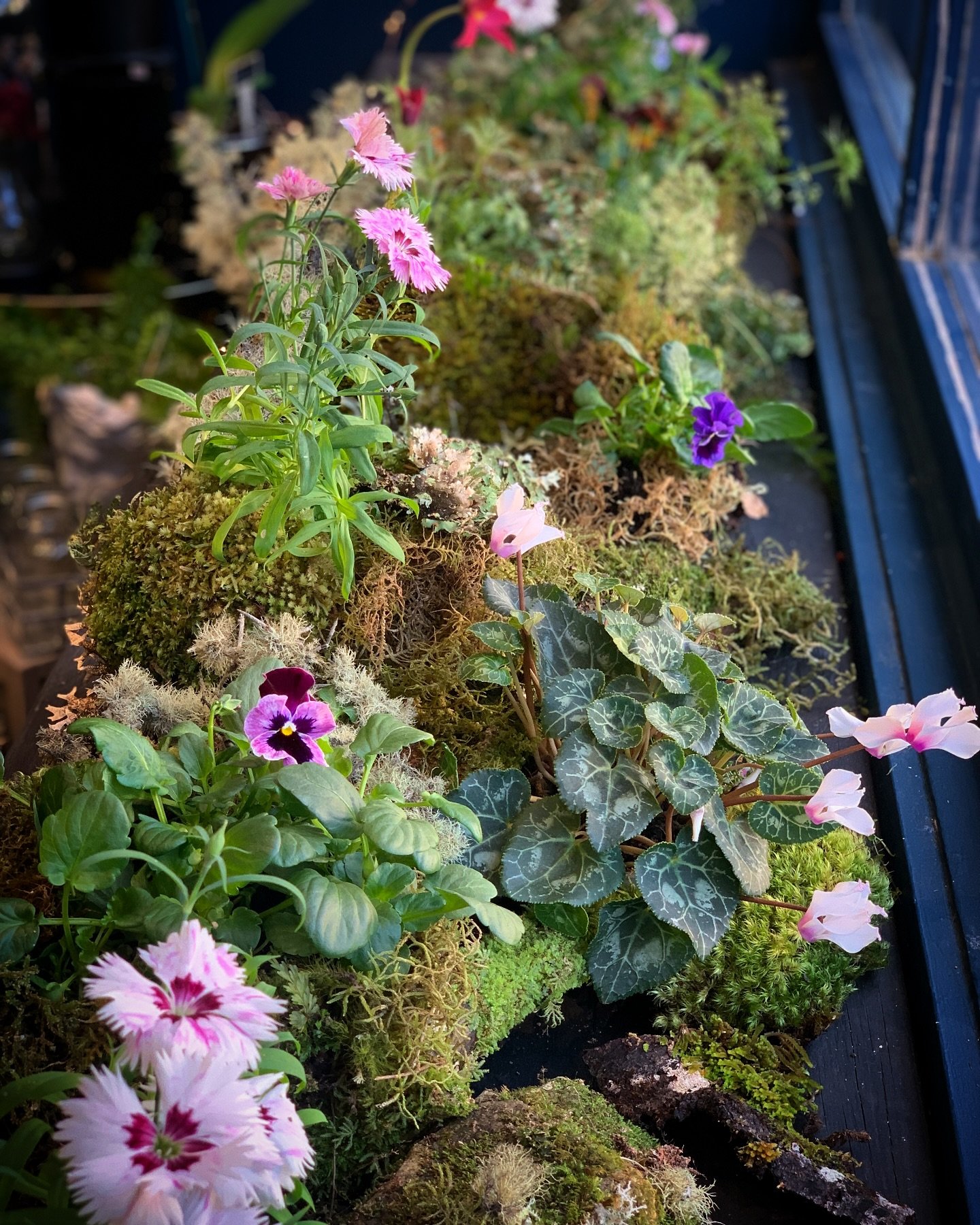 A little mossy woodland.